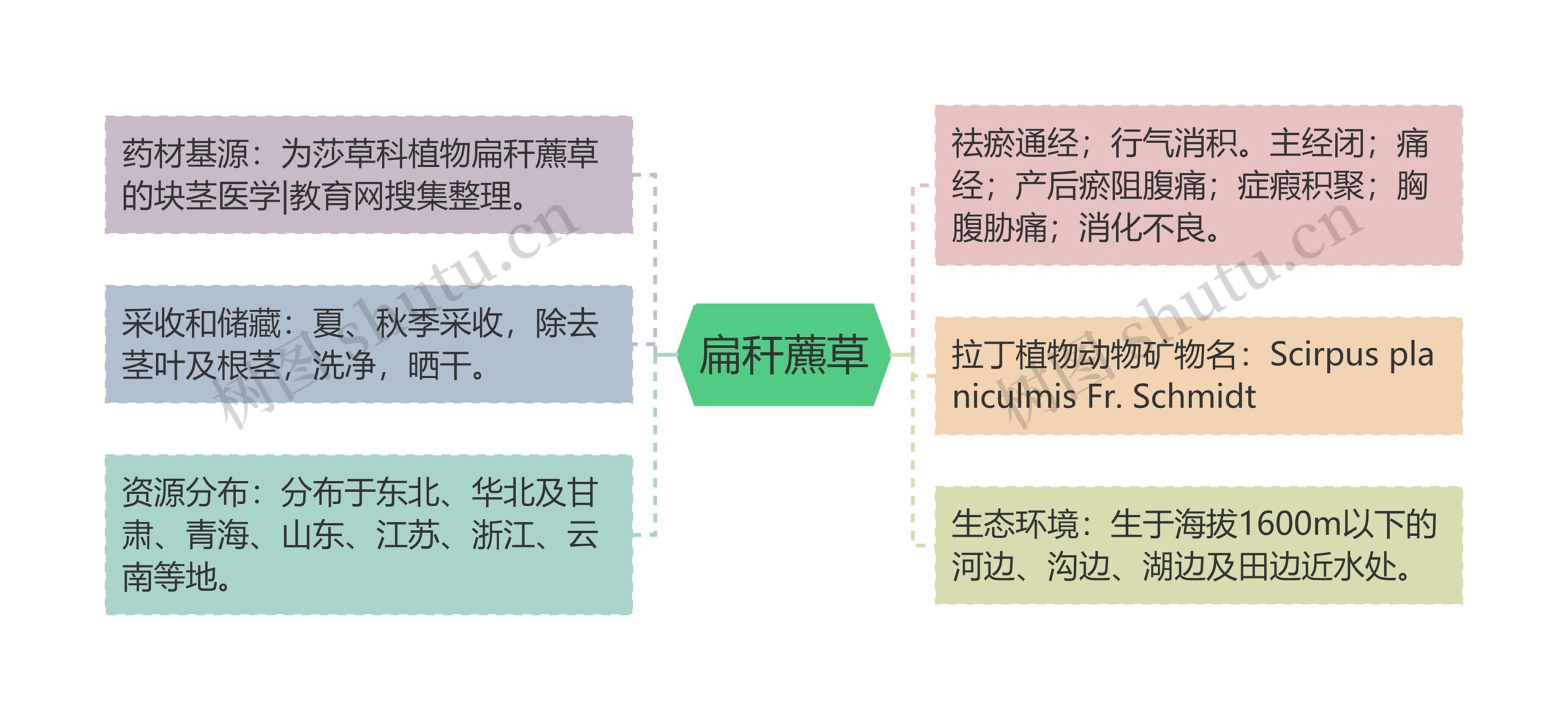 扁秆藨草思维导图