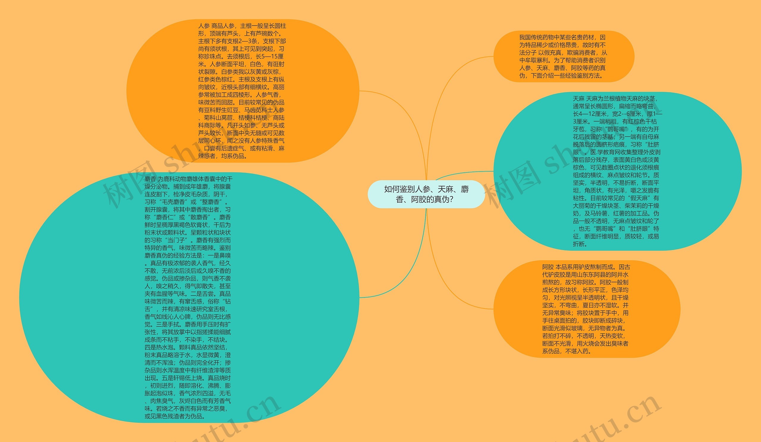 如何鉴别人参、天麻、麝香、阿胶的真伪？思维导图