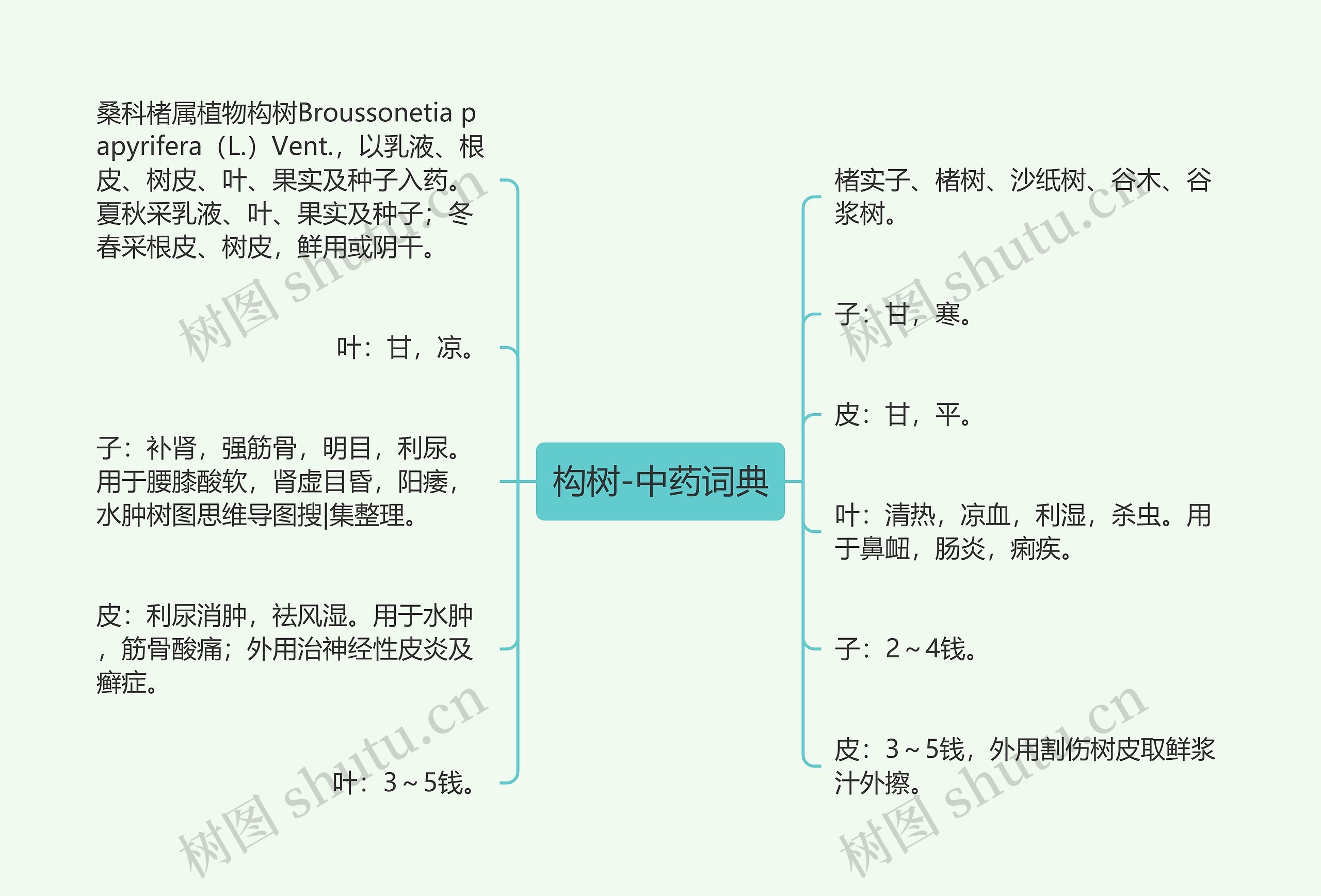 构树-中药词典思维导图