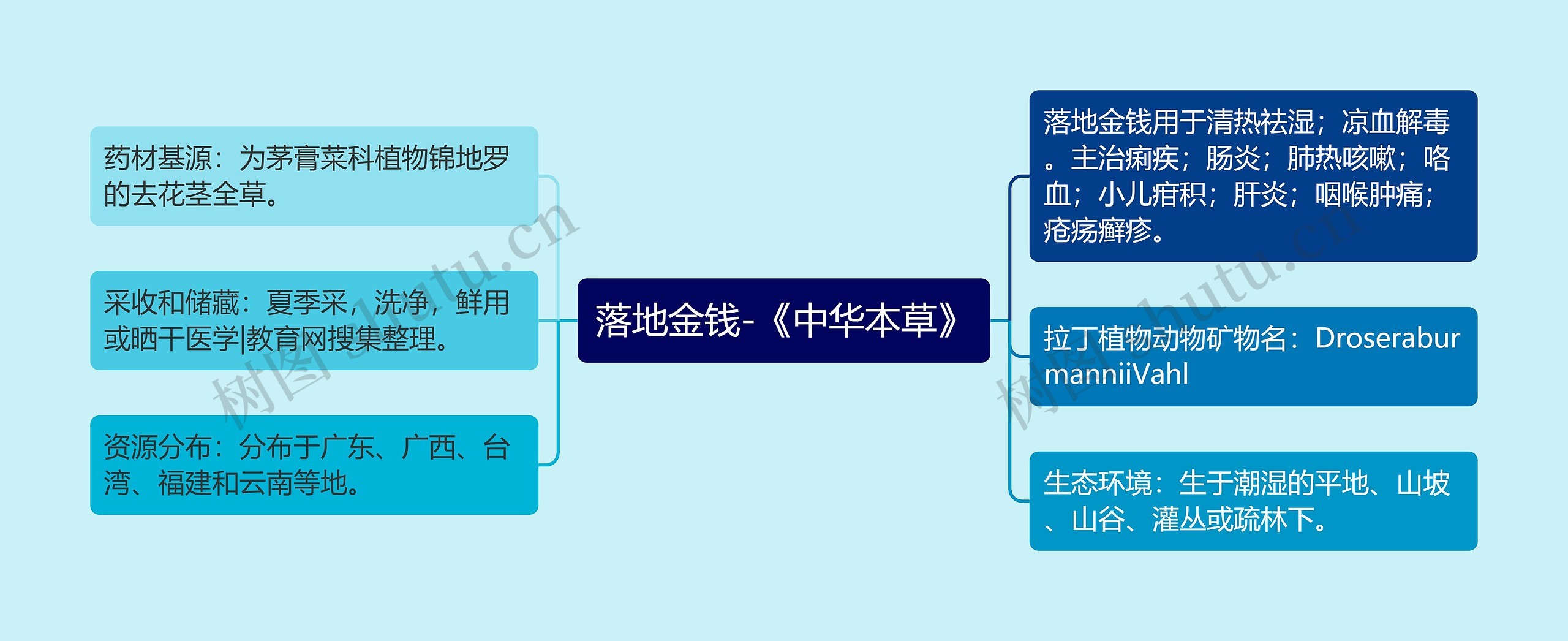 落地金钱-《中华本草》思维导图