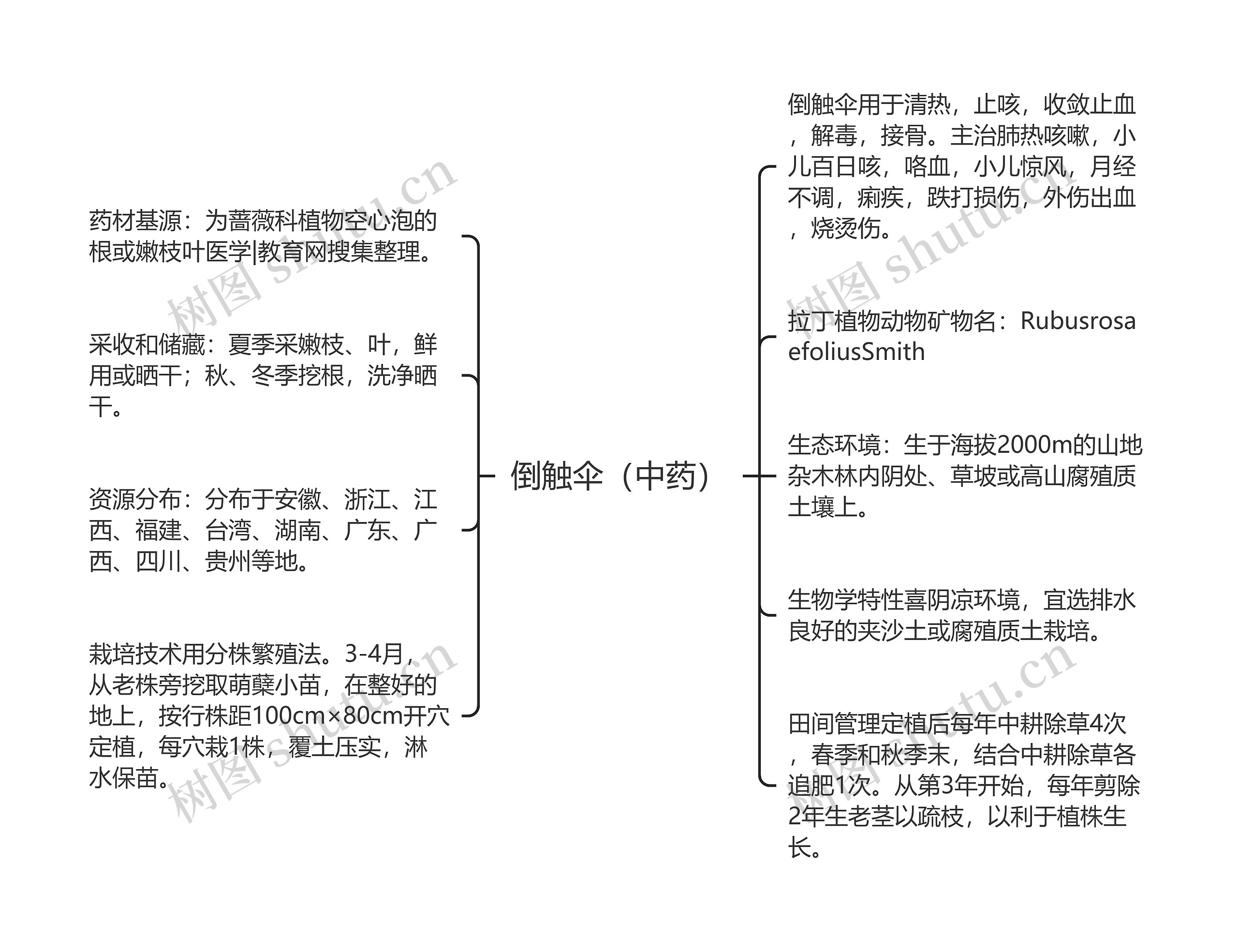 倒触伞（中药）思维导图