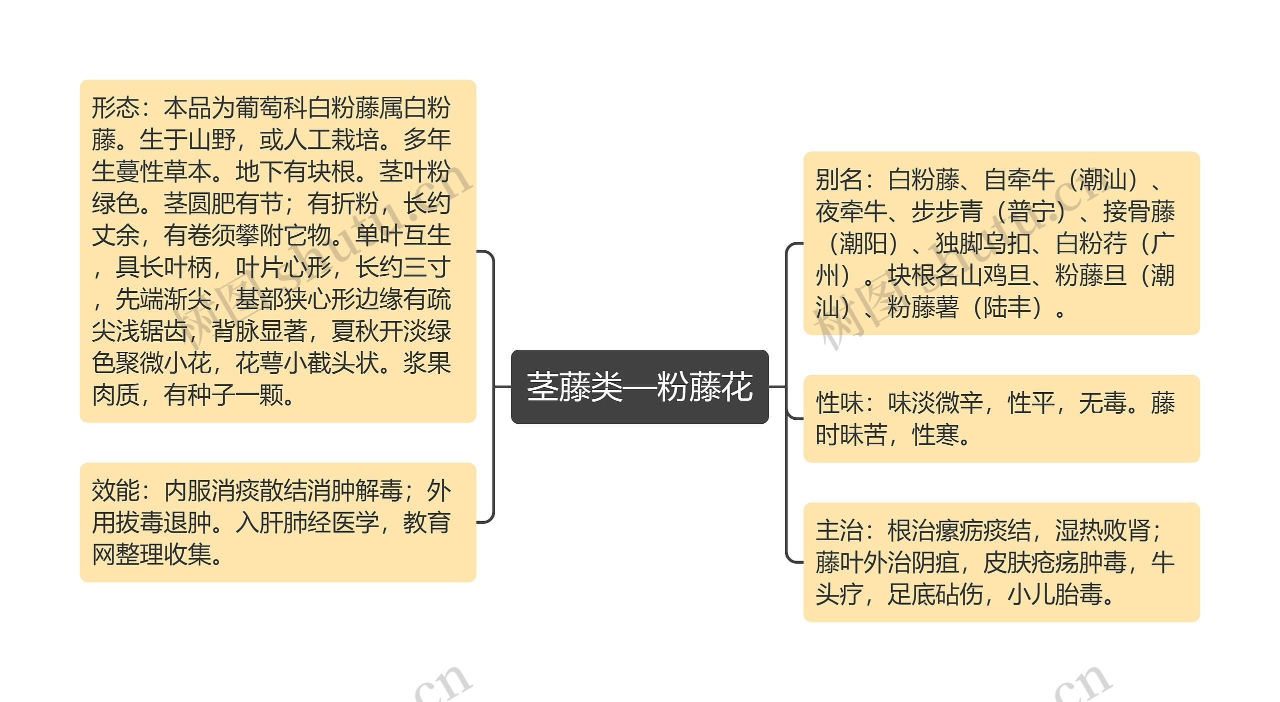 茎藤类—粉藤花思维导图