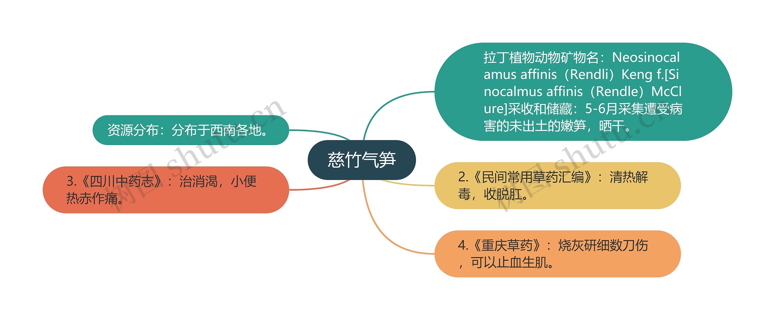 慈竹气笋思维导图