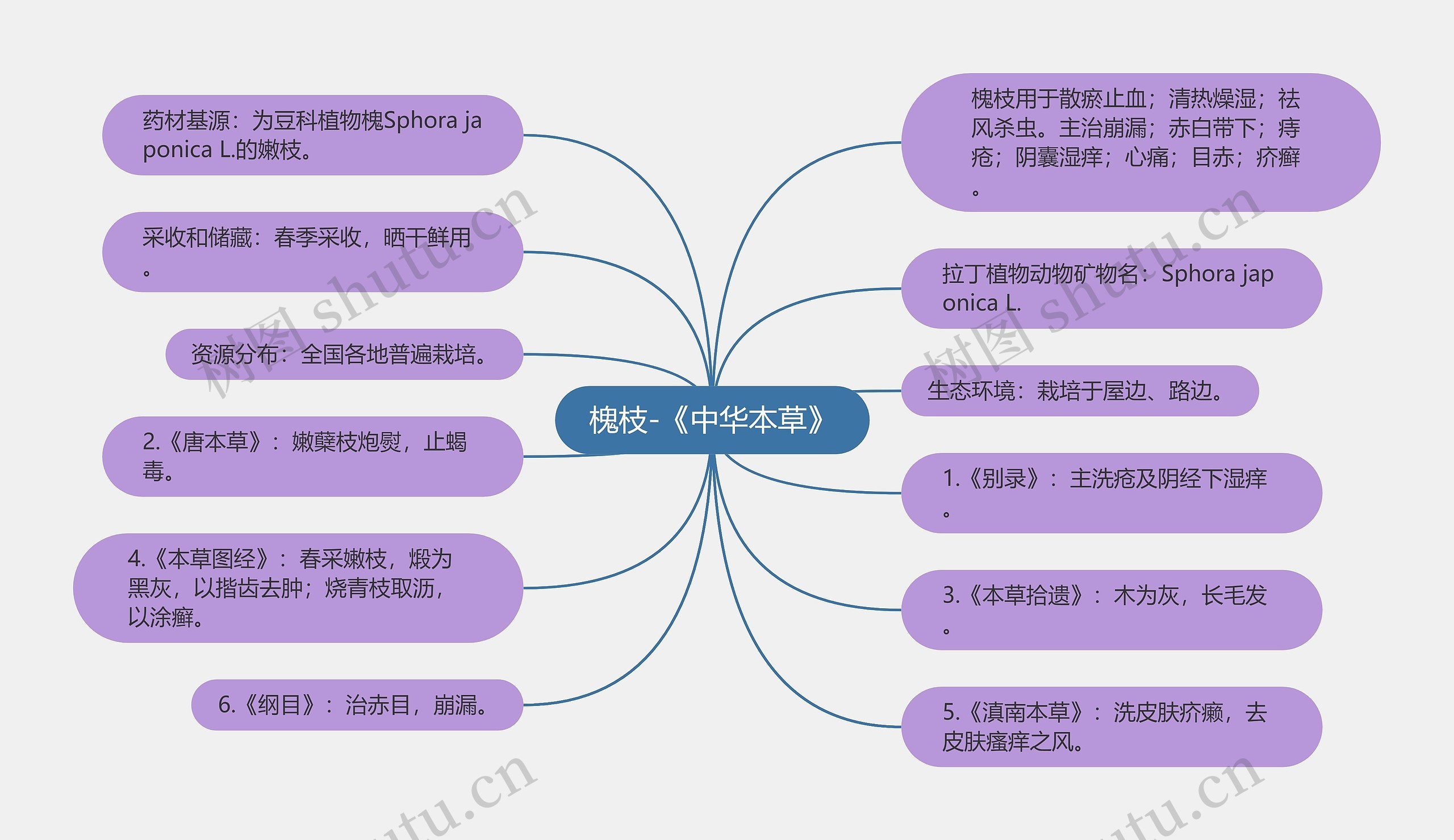 槐枝-《中华本草》思维导图