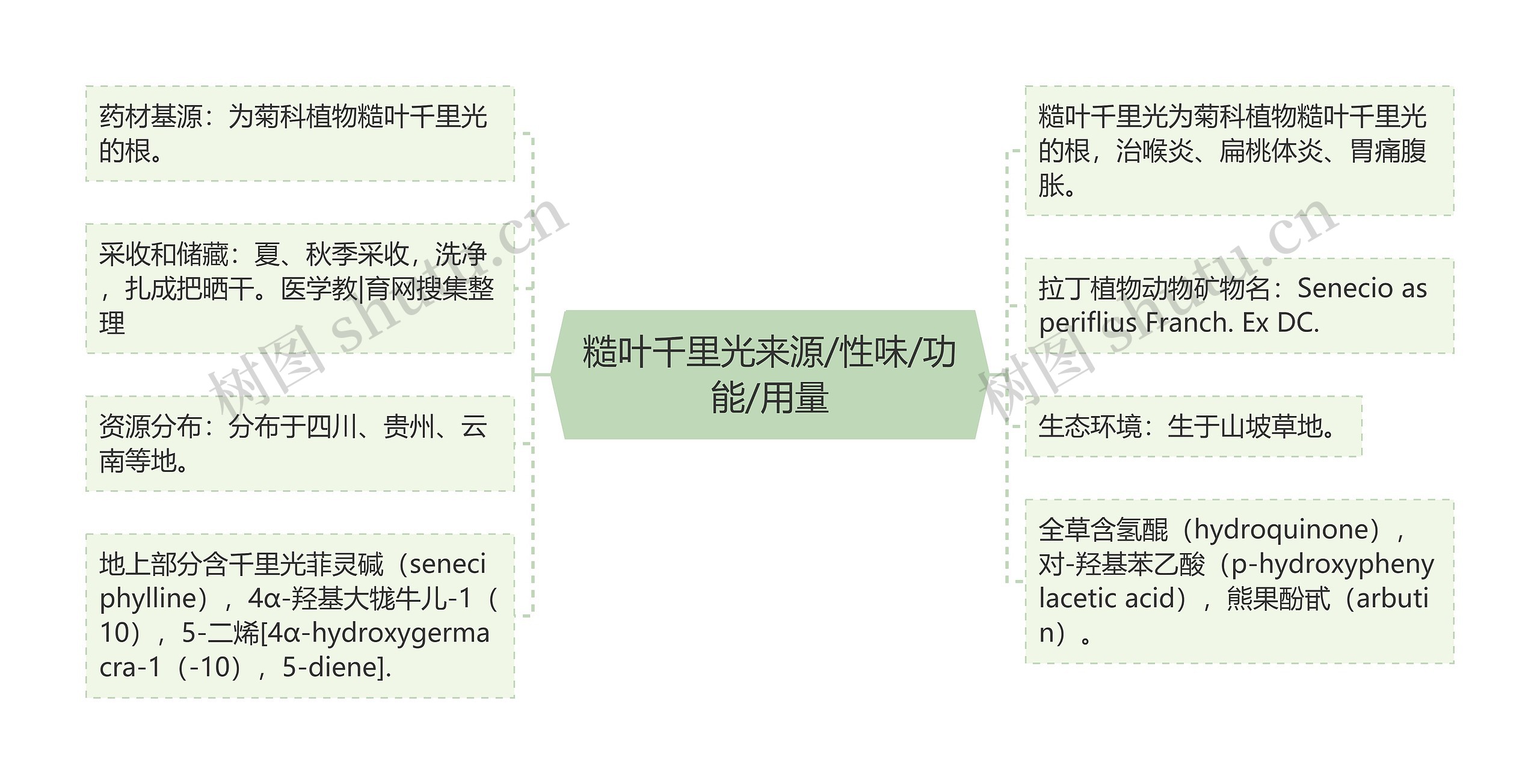 糙叶千里光来源/性味/功能/用量