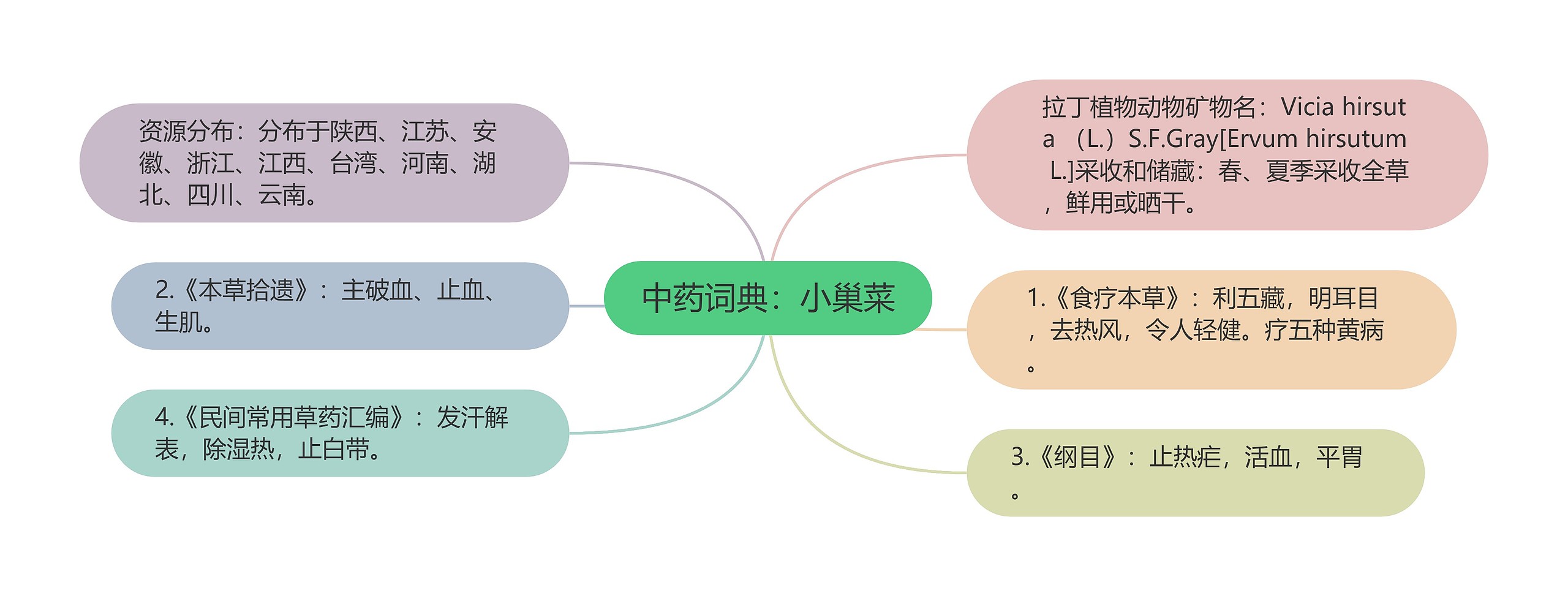 中药词典：小巢菜思维导图