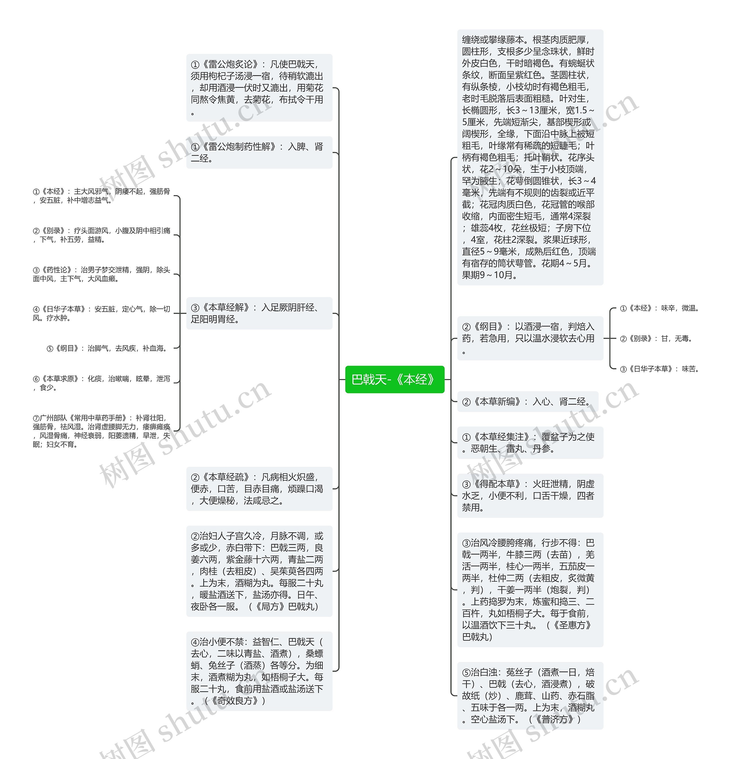 巴戟天-《本经》思维导图