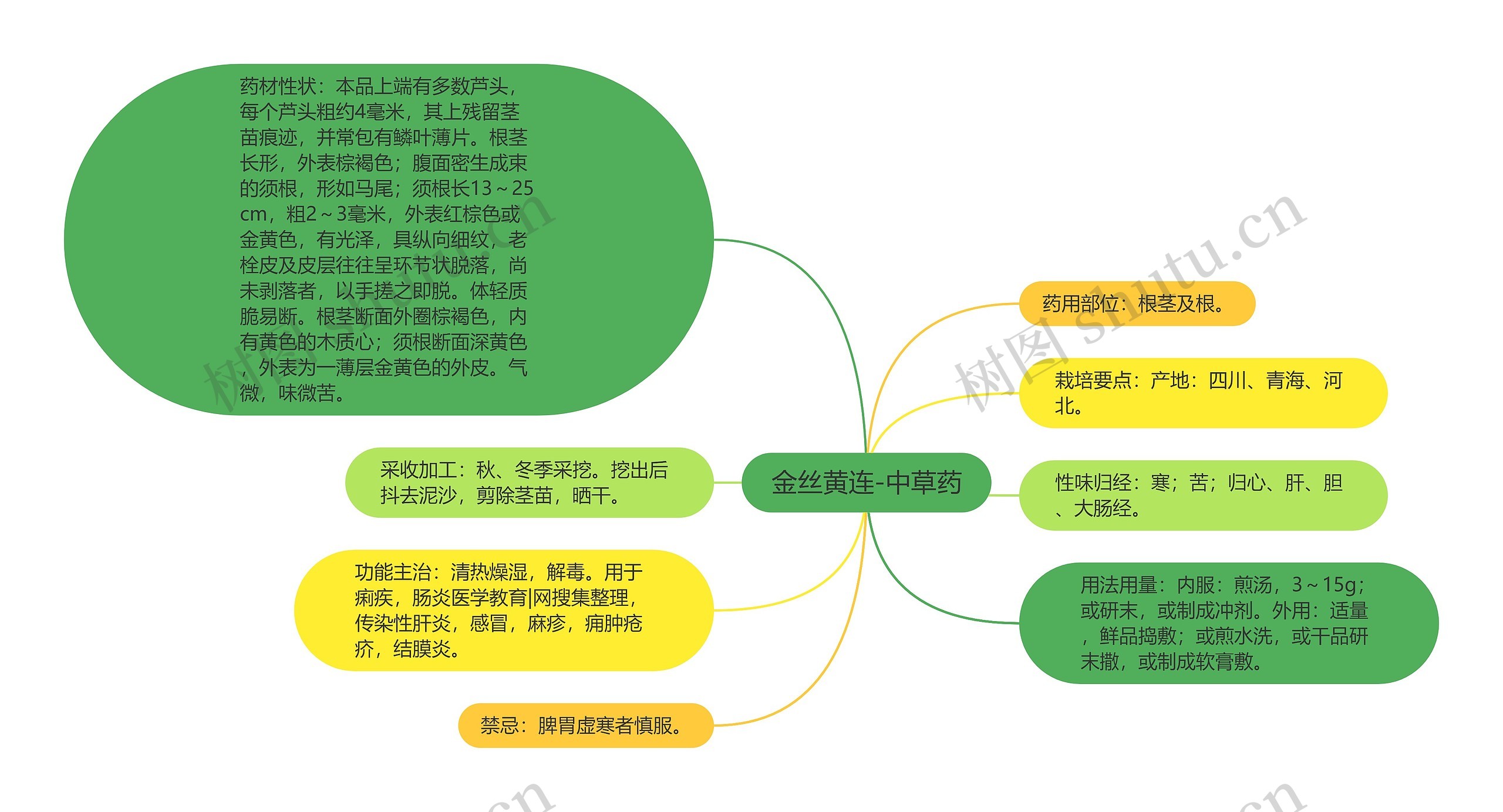 金丝黄连-中草药思维导图