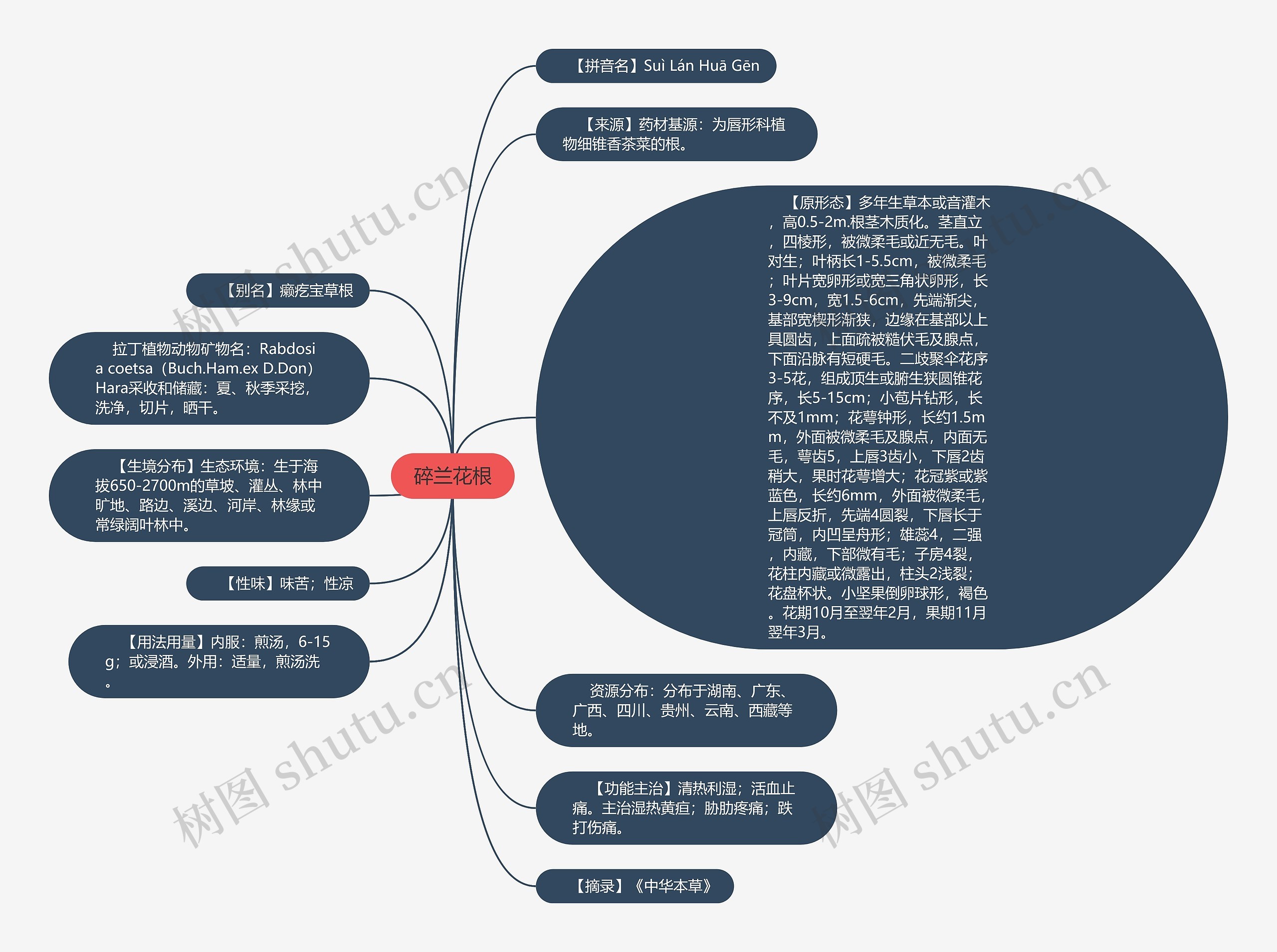 碎兰花根思维导图