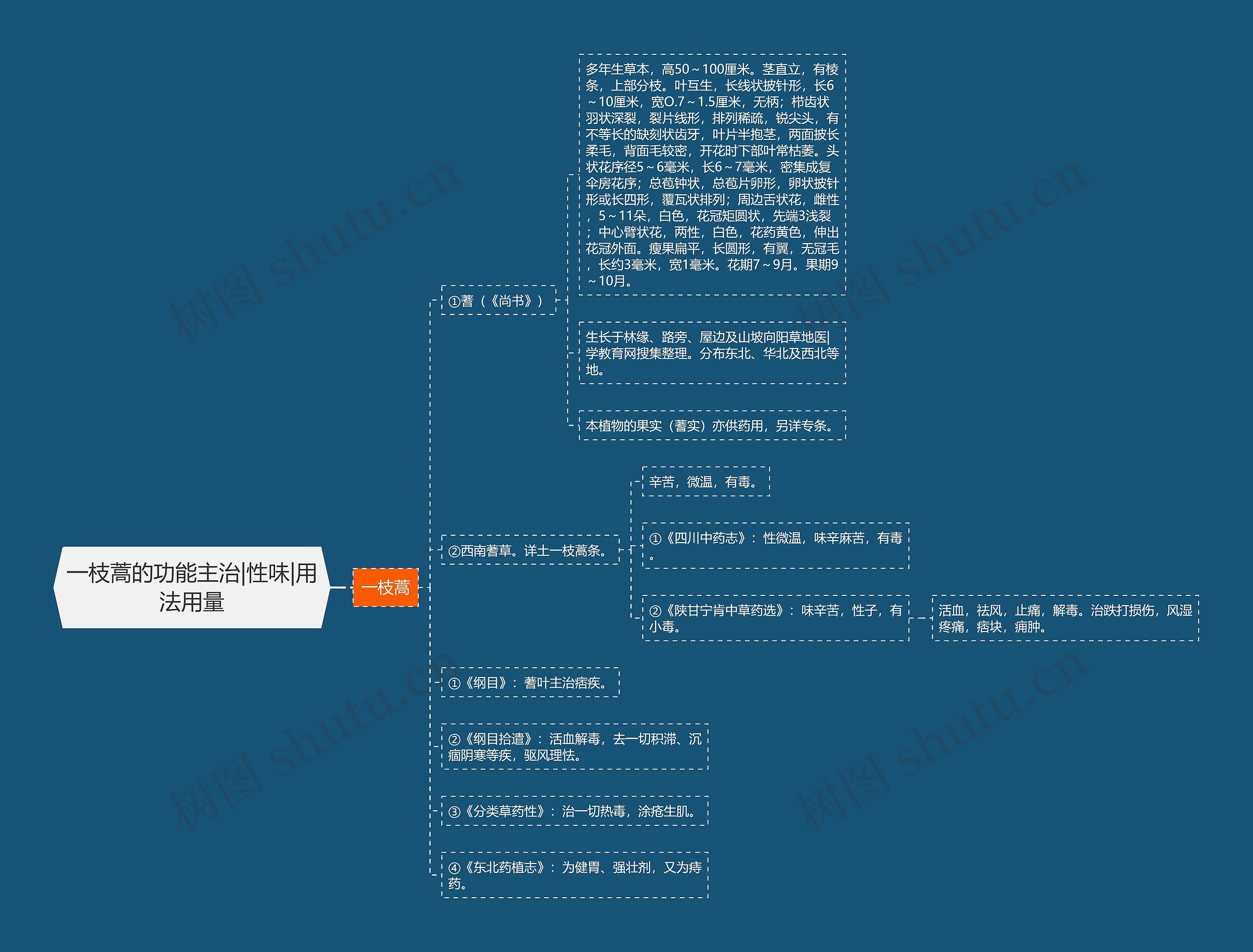 一枝蒿的功能主治|性味|用法用量