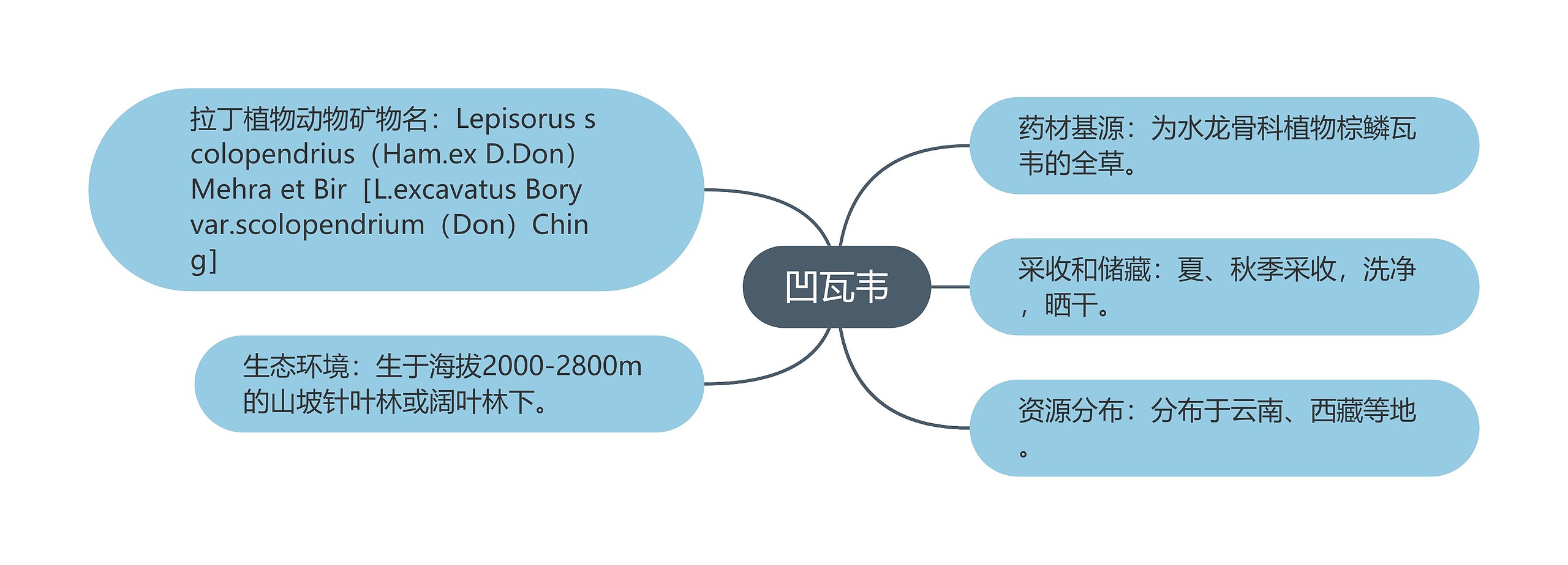 凹瓦韦思维导图