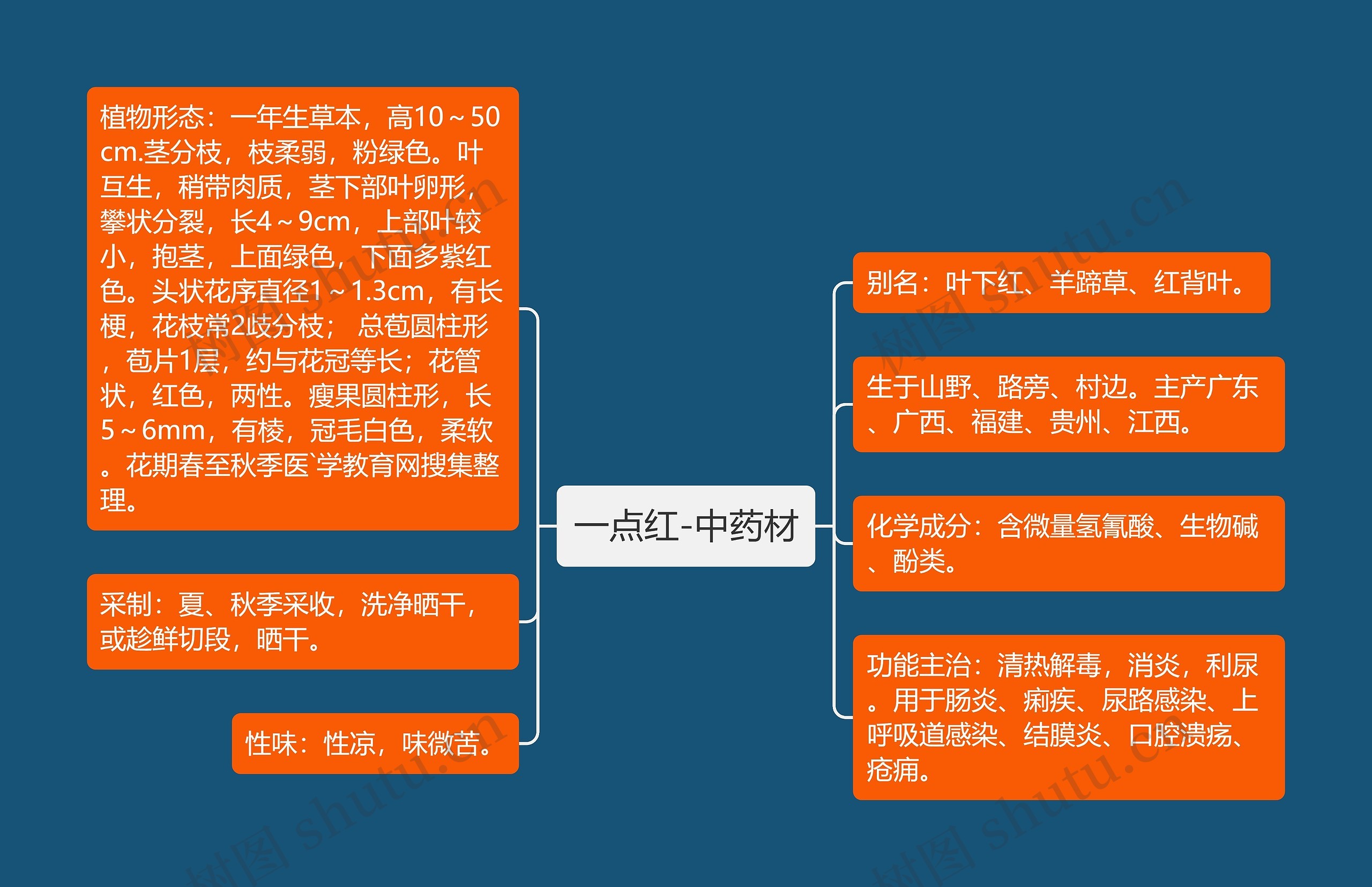 一点红-中药材 一点红-中药材