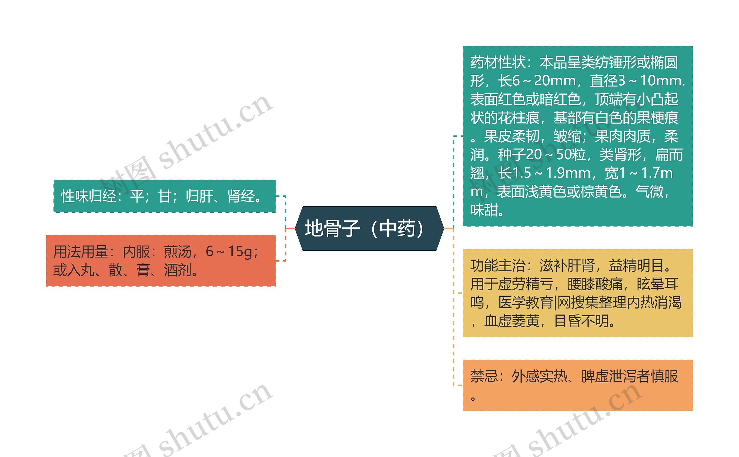 地骨子（中药）思维导图