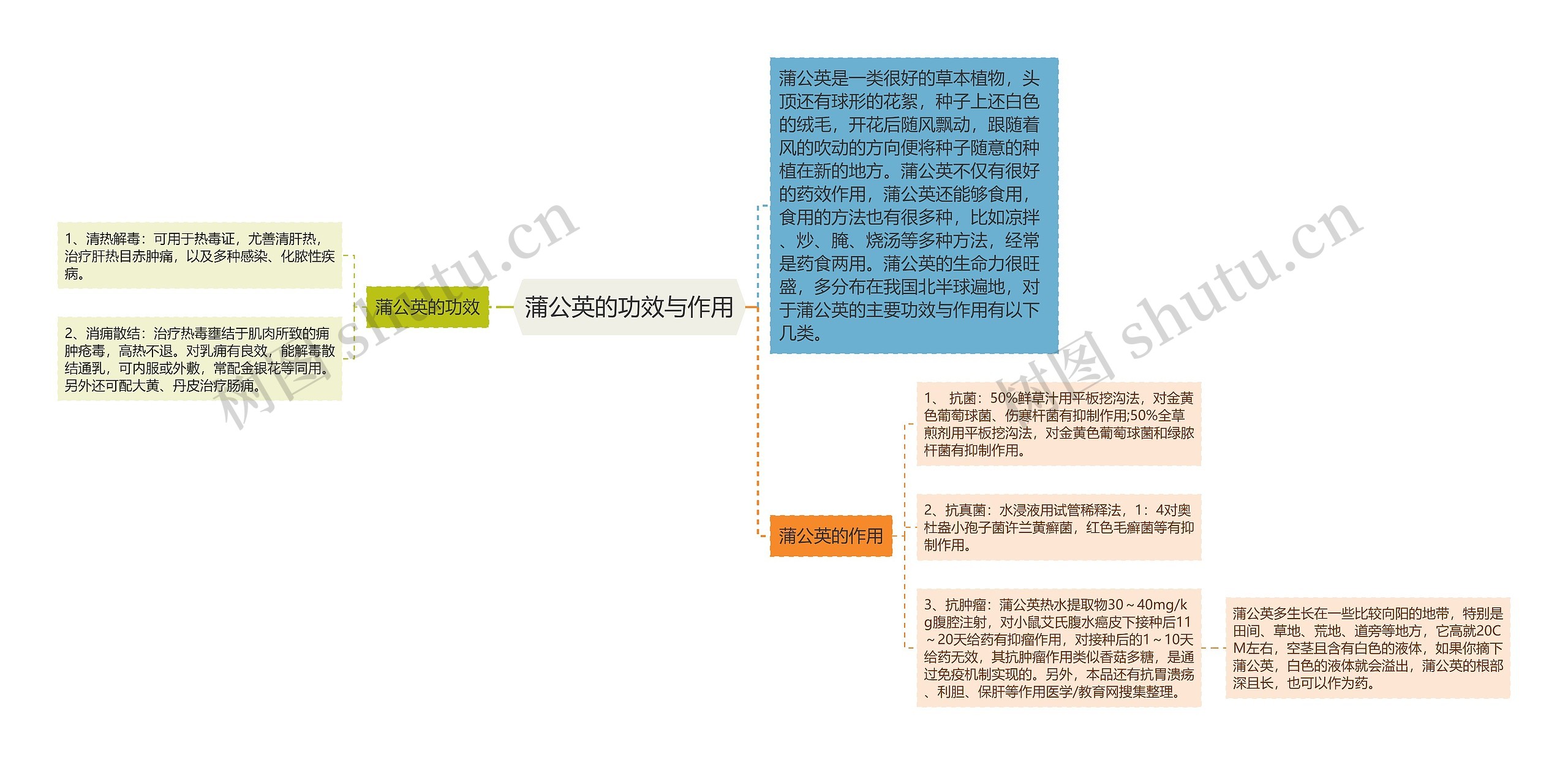 蒲公英的功效与作用思维导图