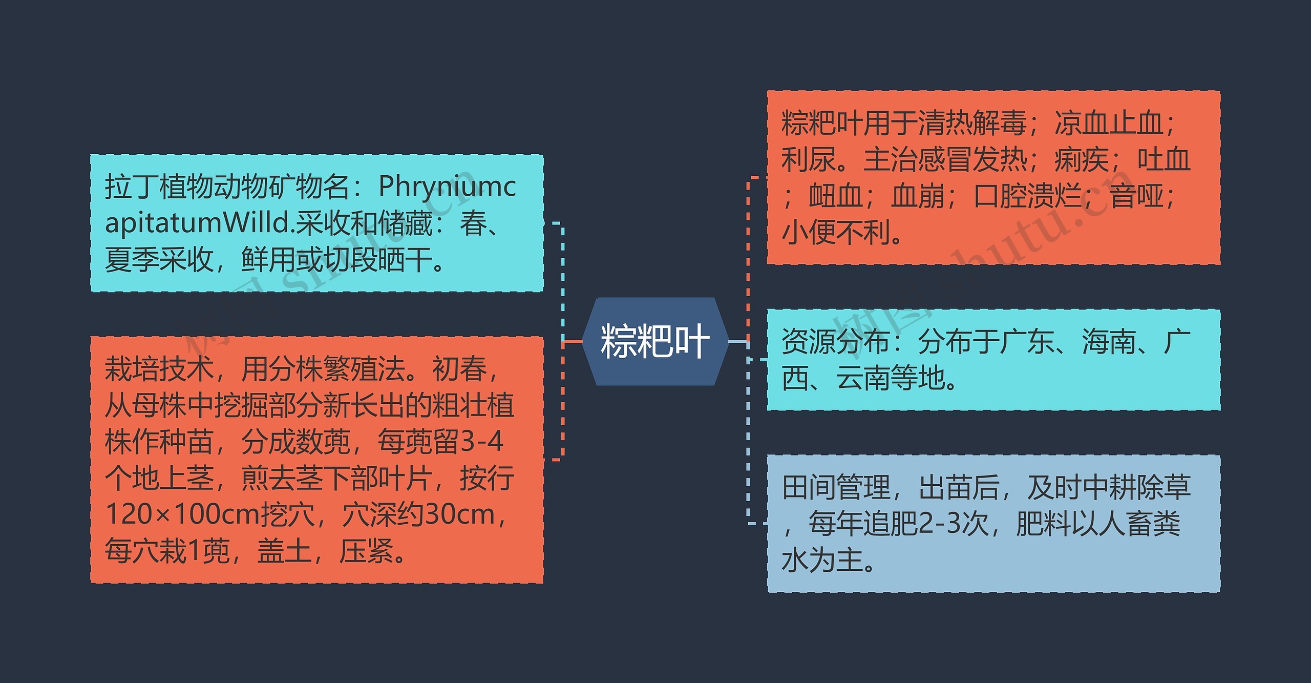 粽粑叶思维导图