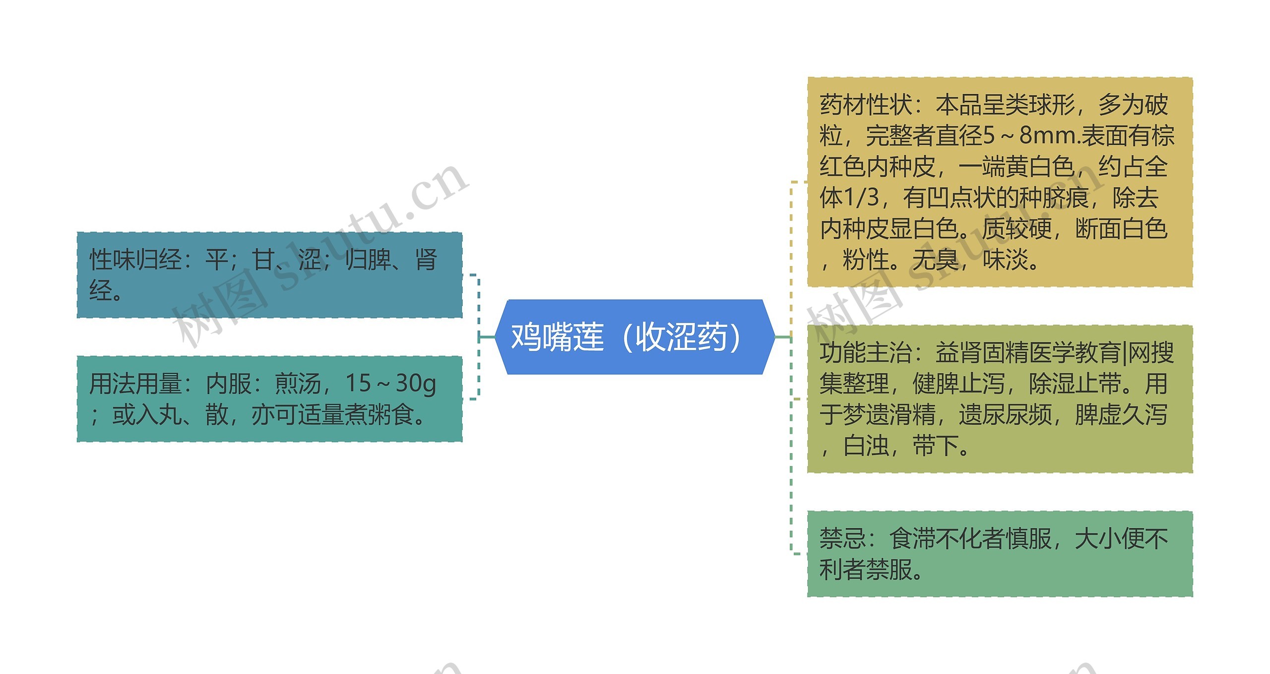 鸡嘴莲（收涩药）思维导图