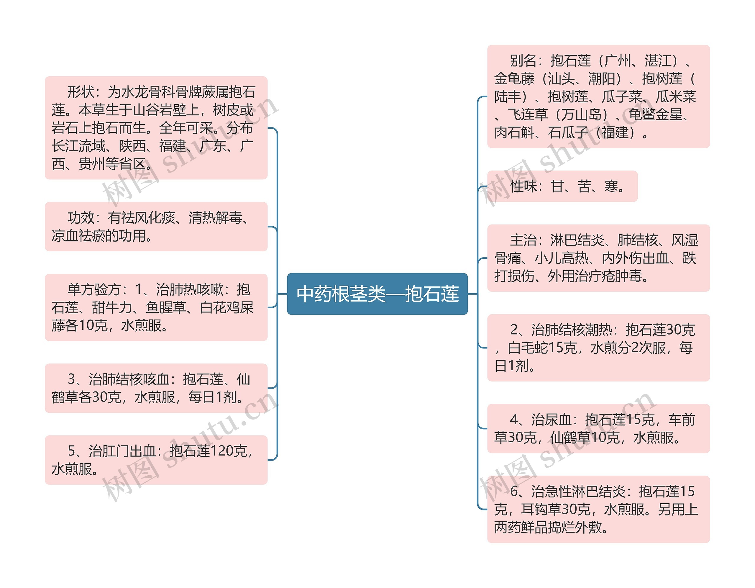 中药根茎类—抱石莲