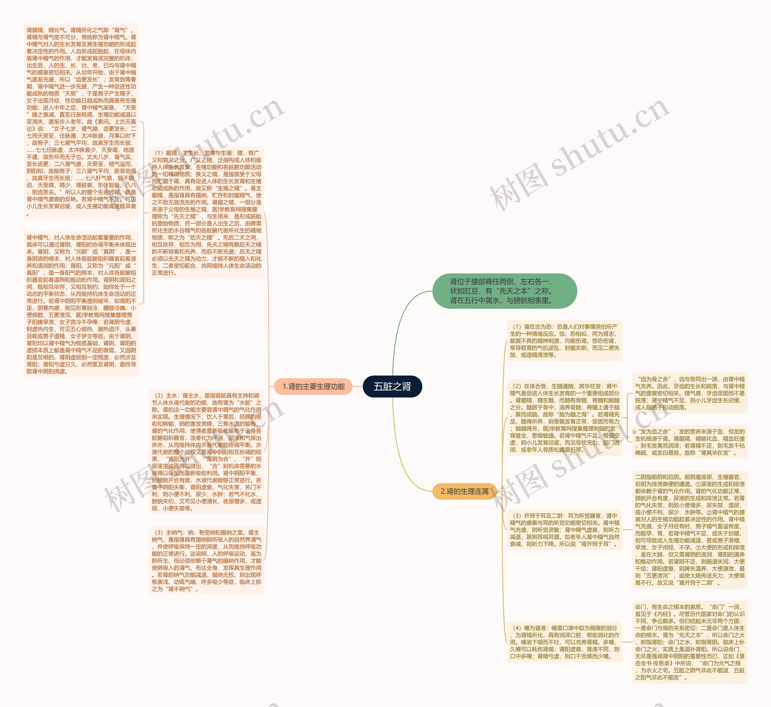 五脏之肾思维导图
