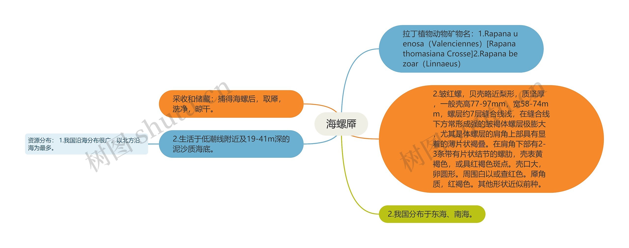 海螺厣思维导图