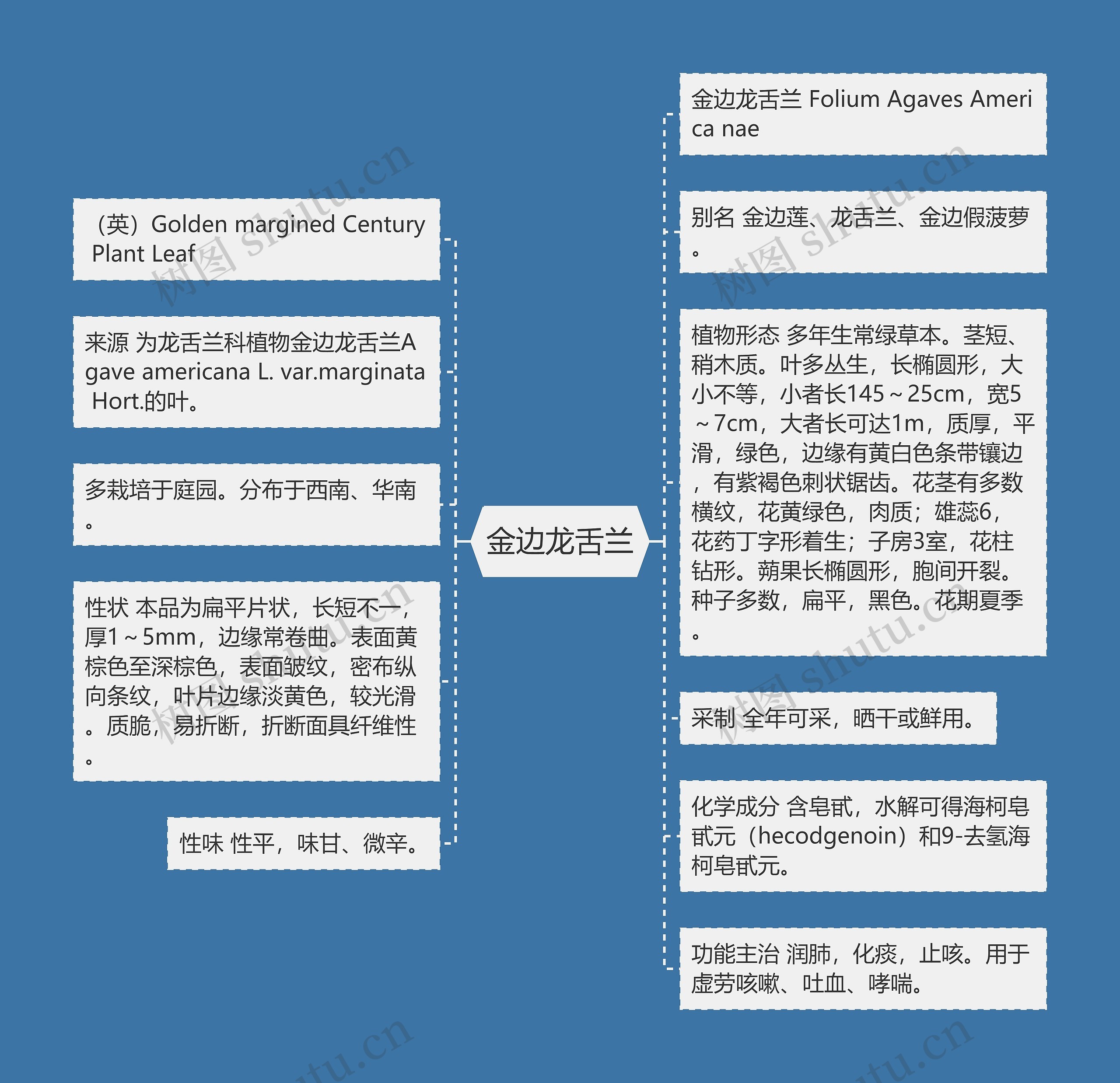 金边龙舌兰 金边龙舌兰