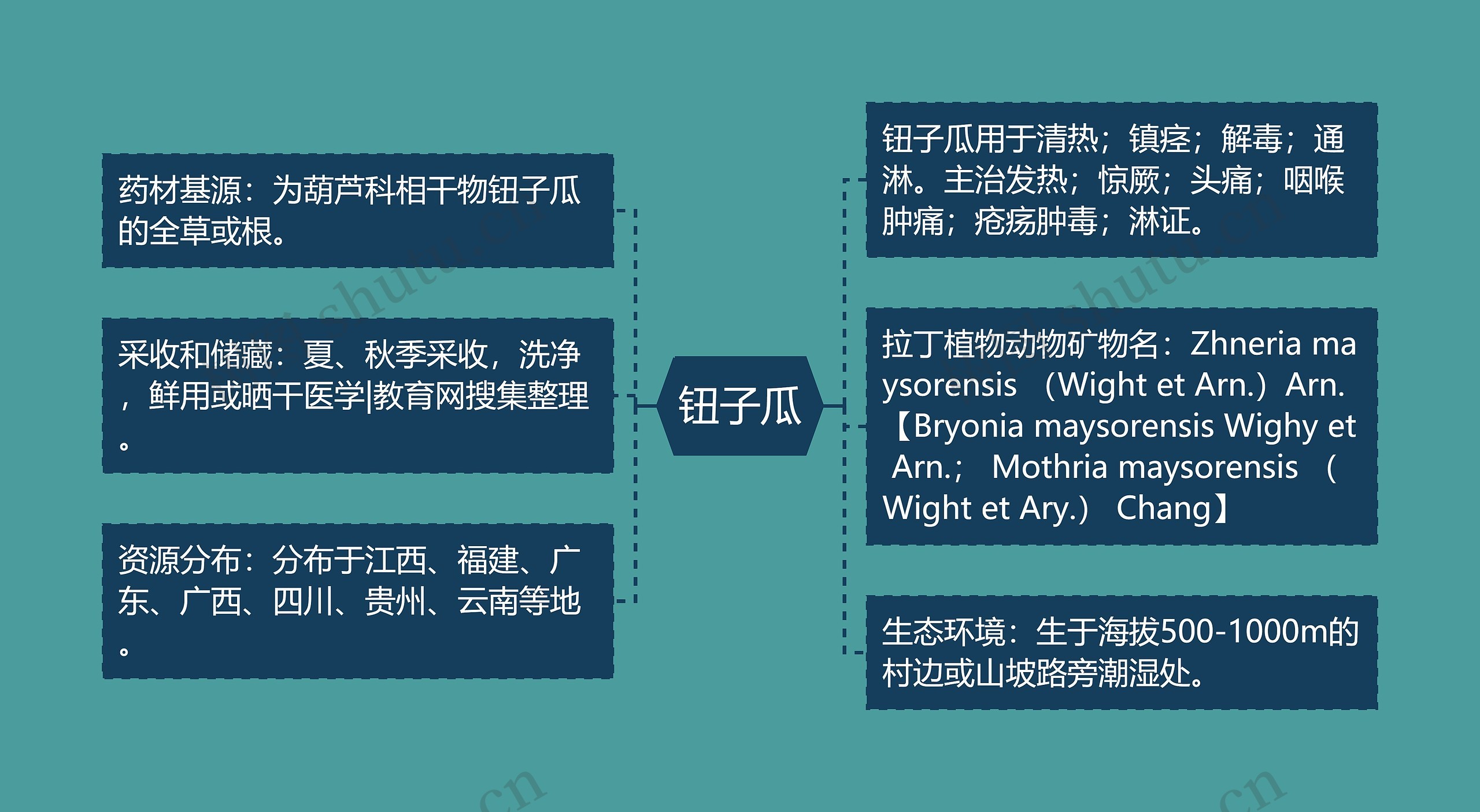 钮子瓜思维导图