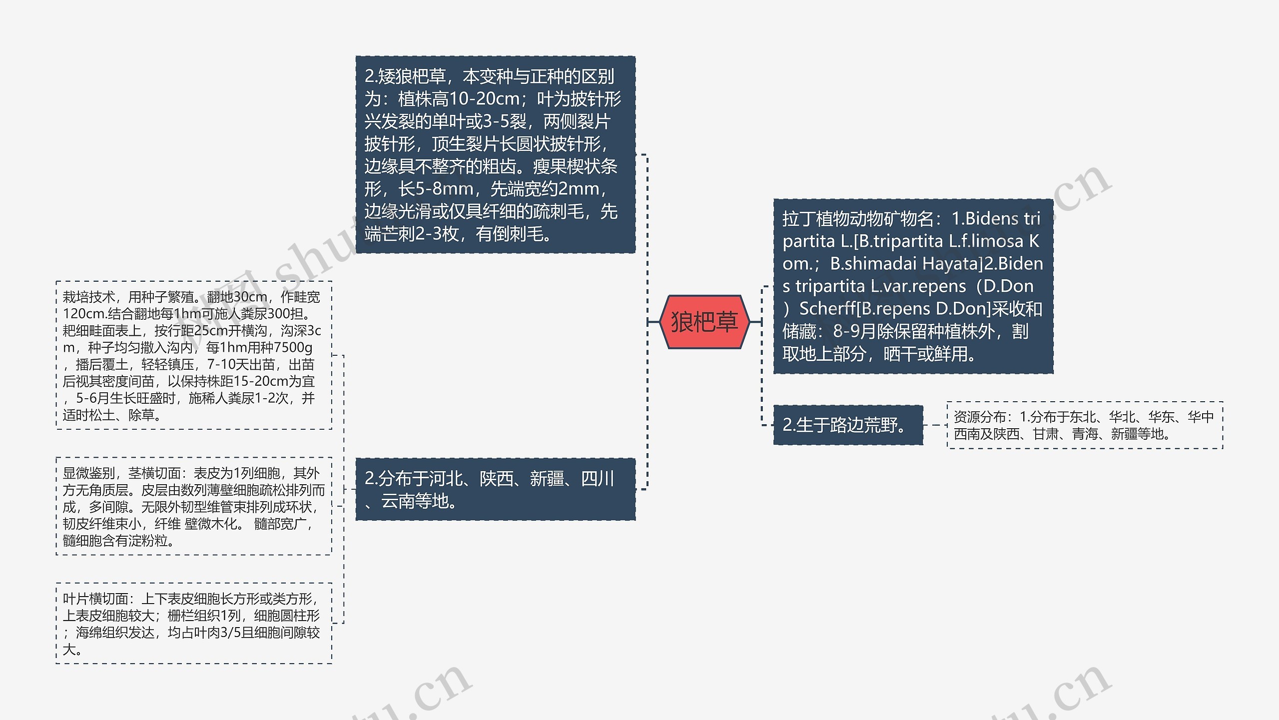 狼杷草思维导图