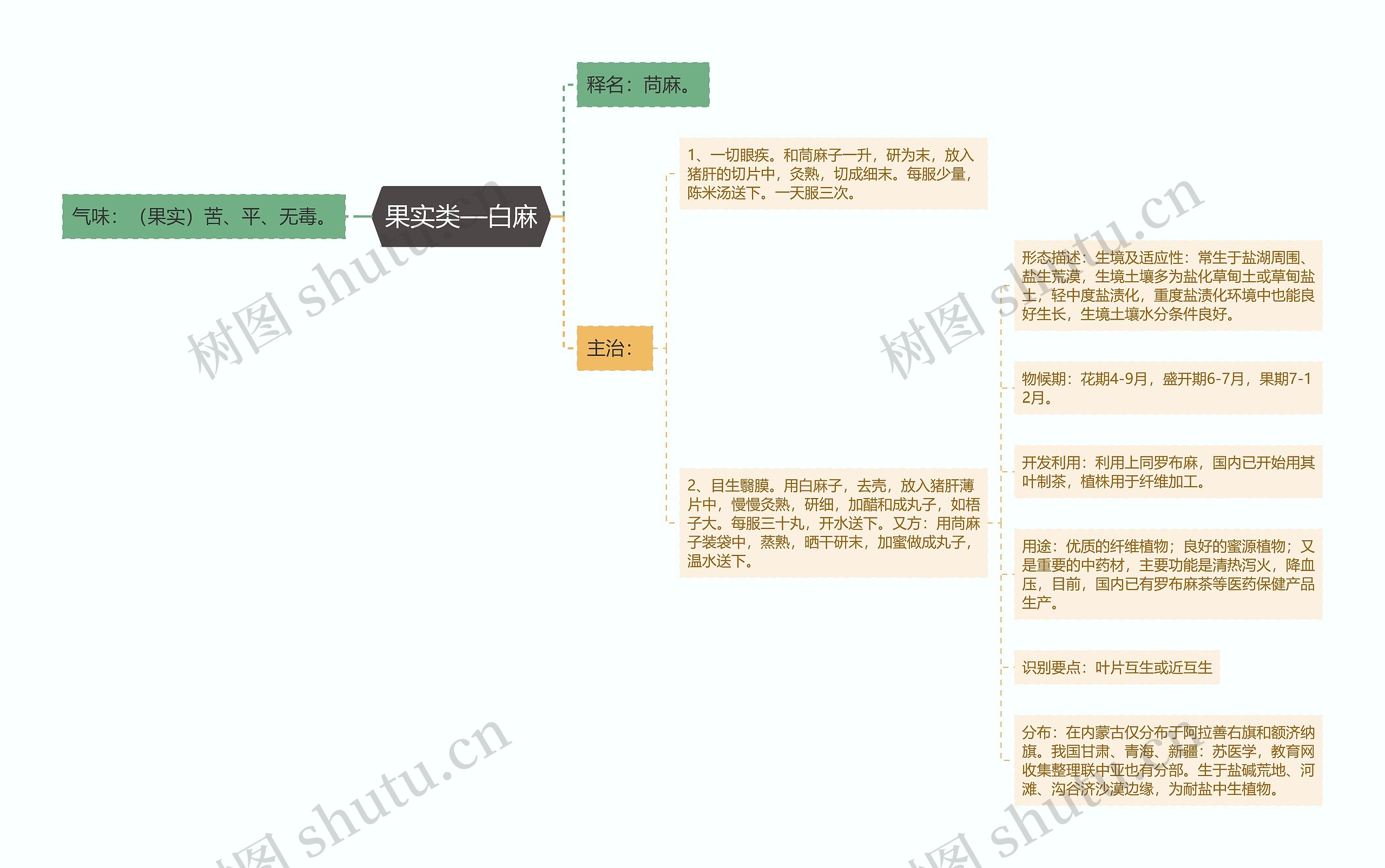 果实类—白麻思维导图