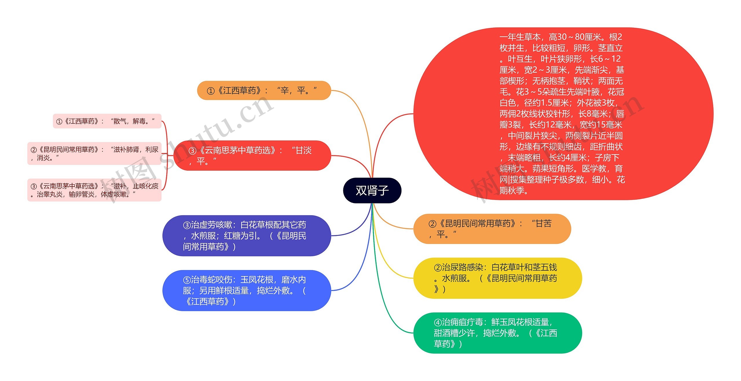 双肾子思维导图