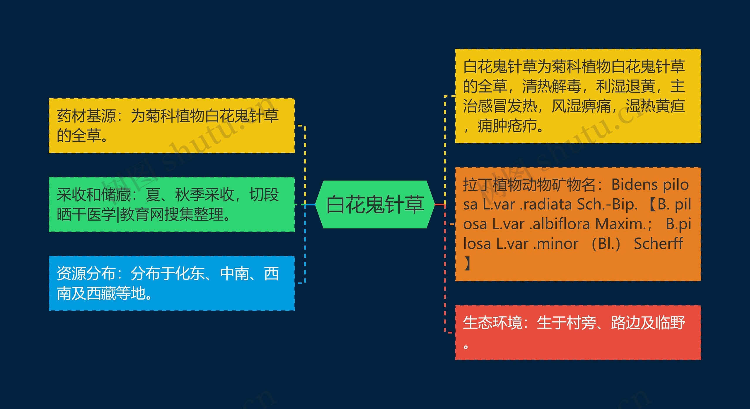 白花鬼针草思维导图