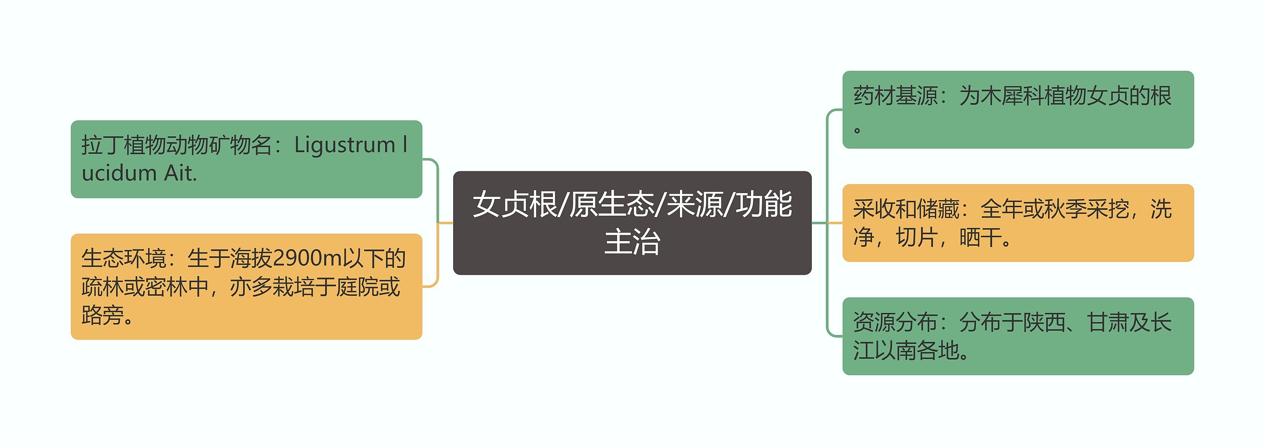 女贞根/原生态/来源/功能主治 女贞根/原生态/来源/功能主治