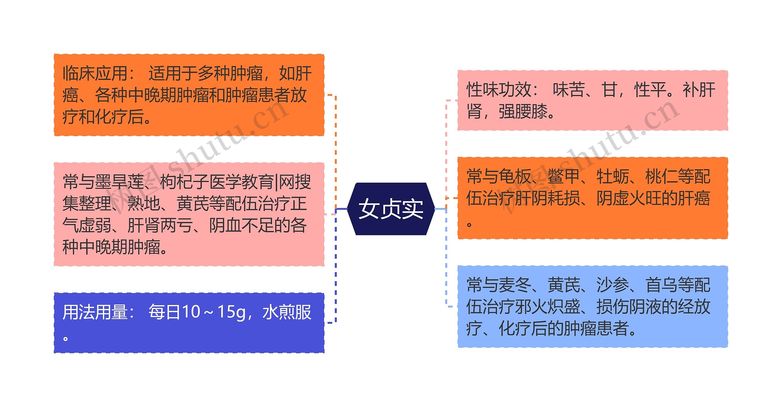 女贞实思维导图