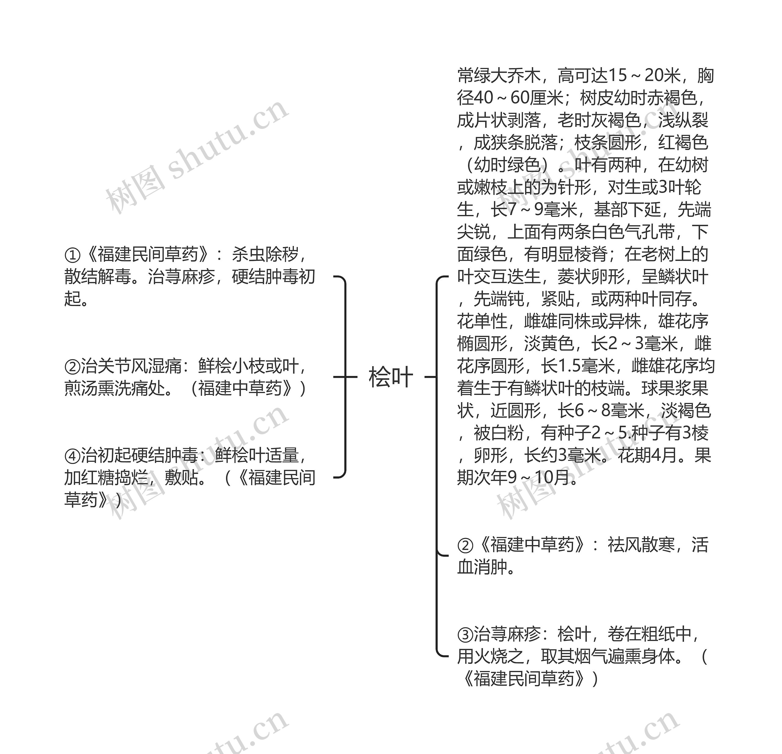 桧叶思维导图