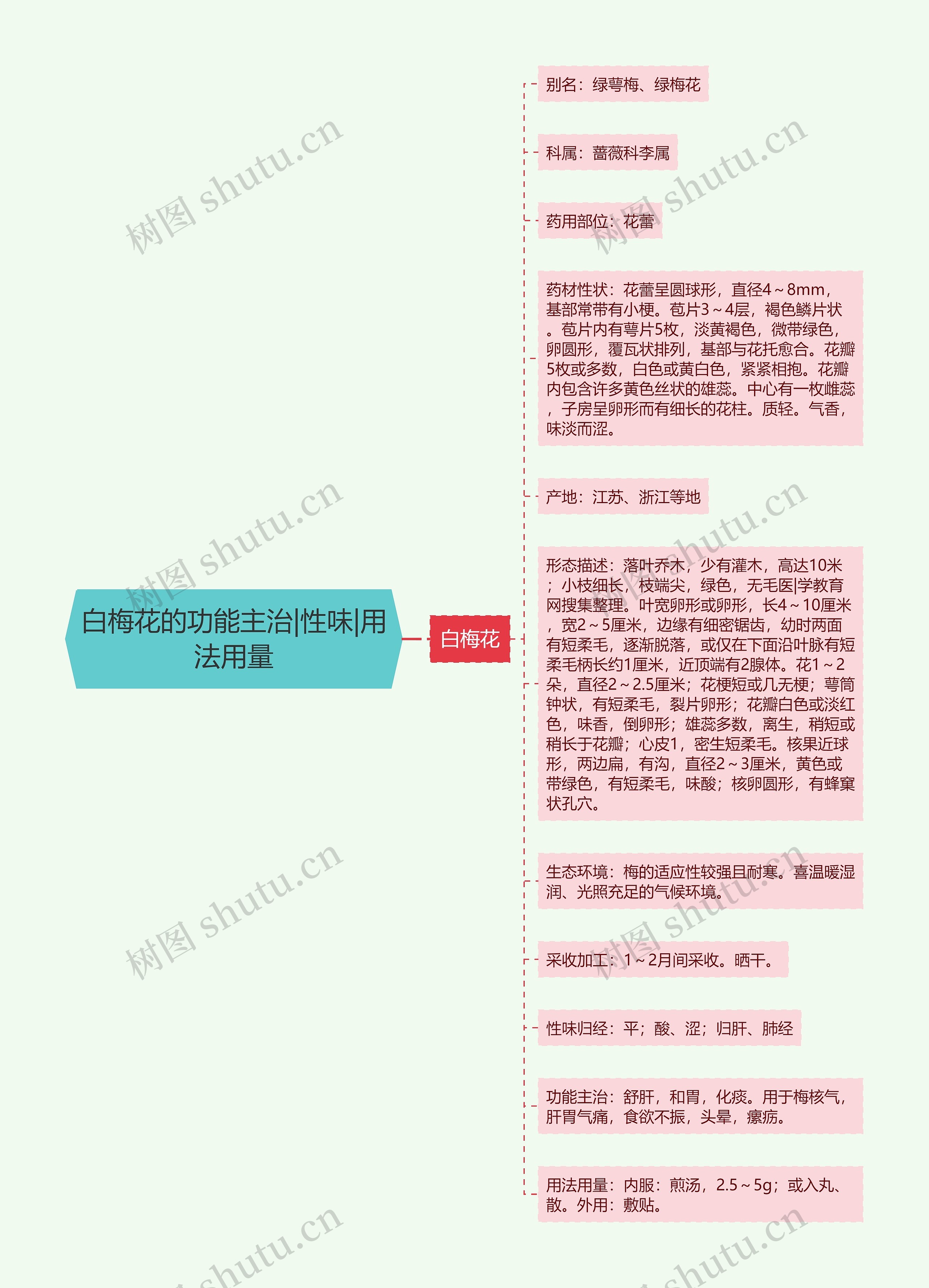 白梅花的功能主治|性味|用法用量 白梅花的功能主治|性味|用法用量