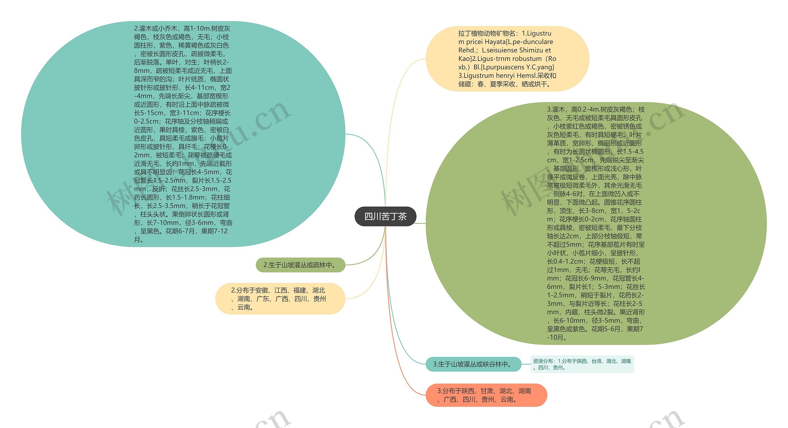 四川苦丁茶思维导图