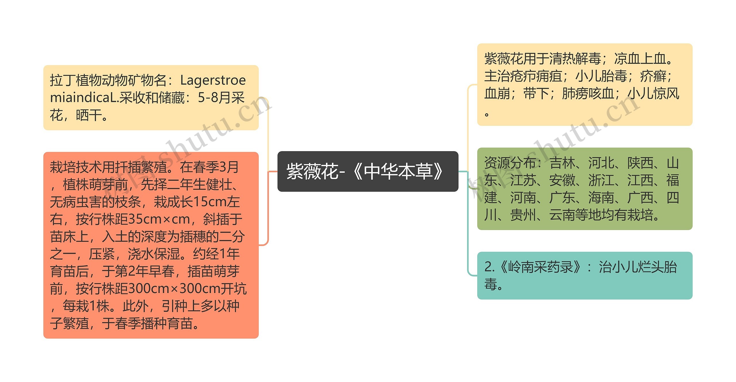 紫薇花-《中华本草》思维导图