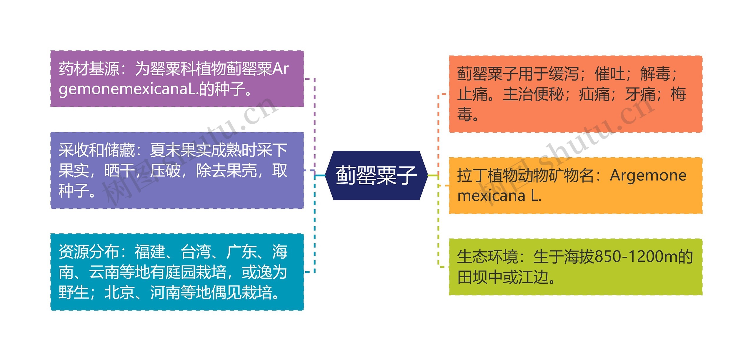 蓟罂粟子思维导图