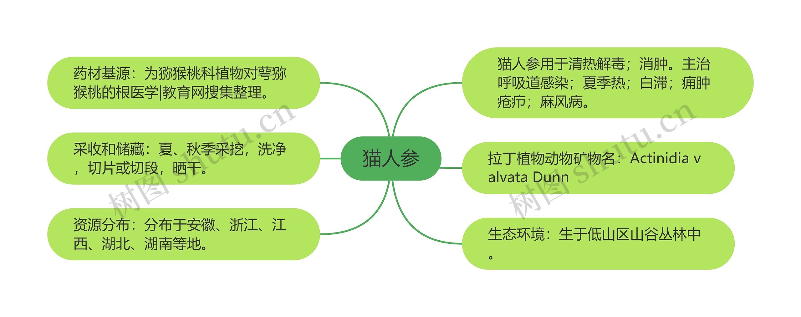 猫人参思维导图