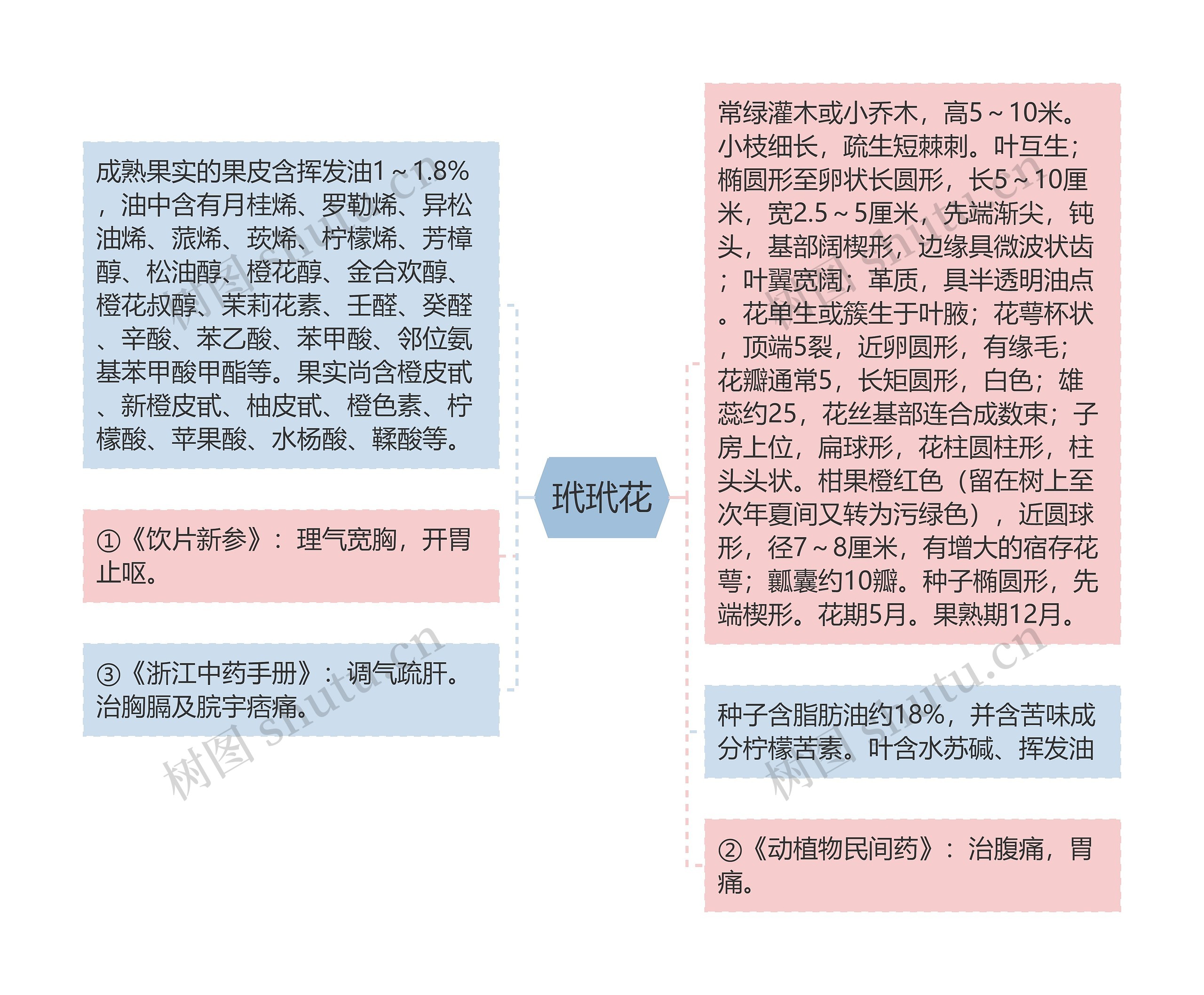 玳玳花思维导图