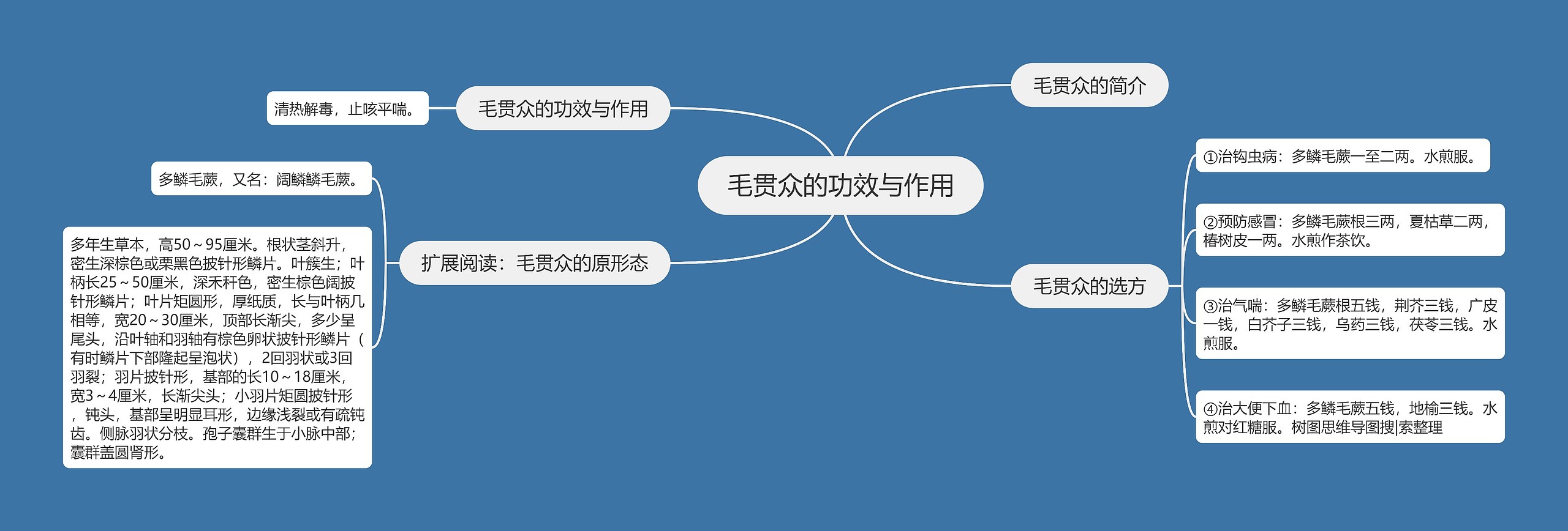 毛贯众的功效与作用 毛贯众的功效与作用