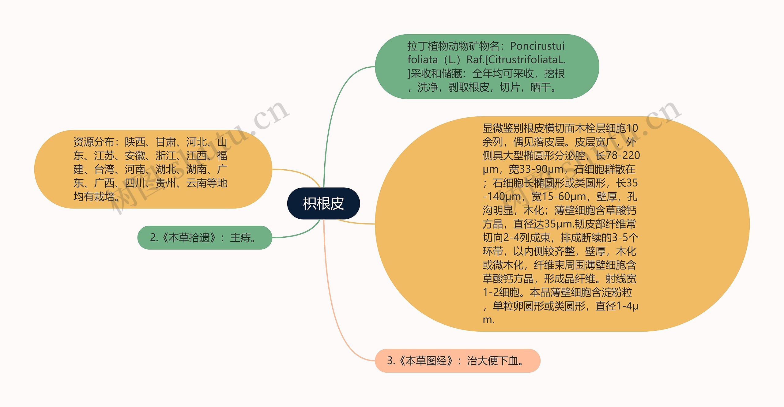 枳根皮思维导图