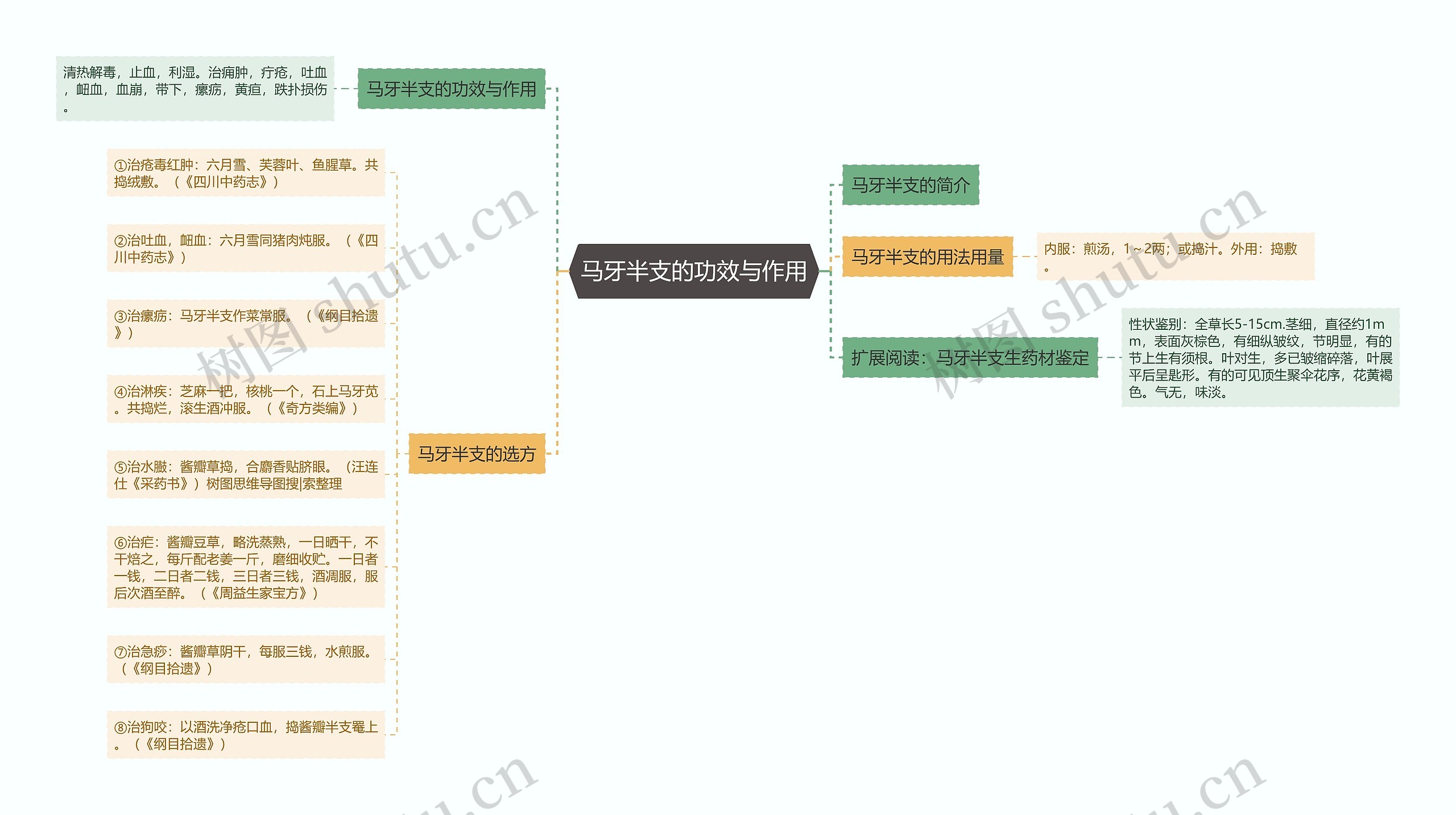 马牙半支的功效与作用思维导图