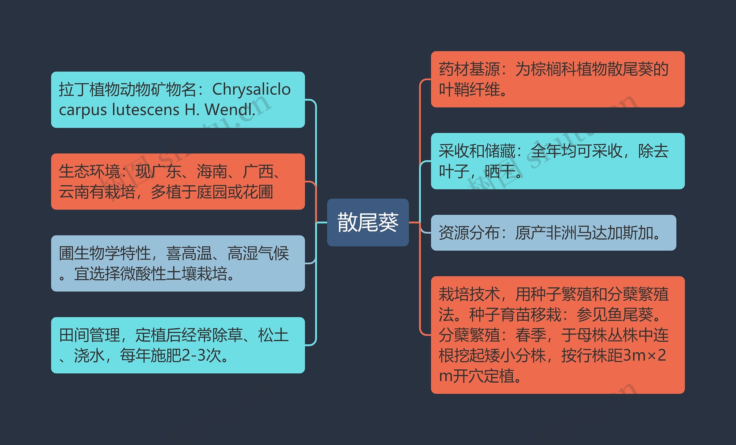 散尾葵思维导图