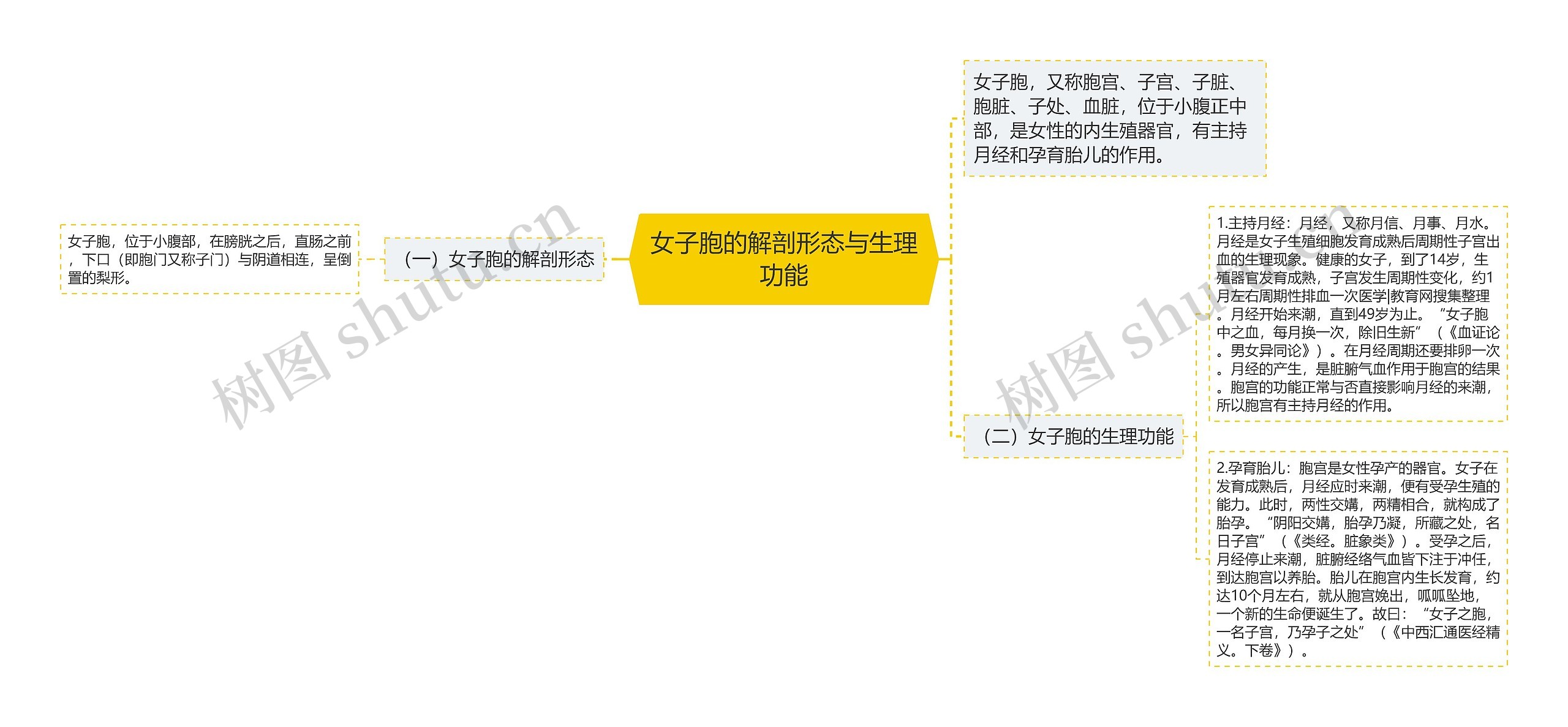 女子胞的解剖形态与生理功能