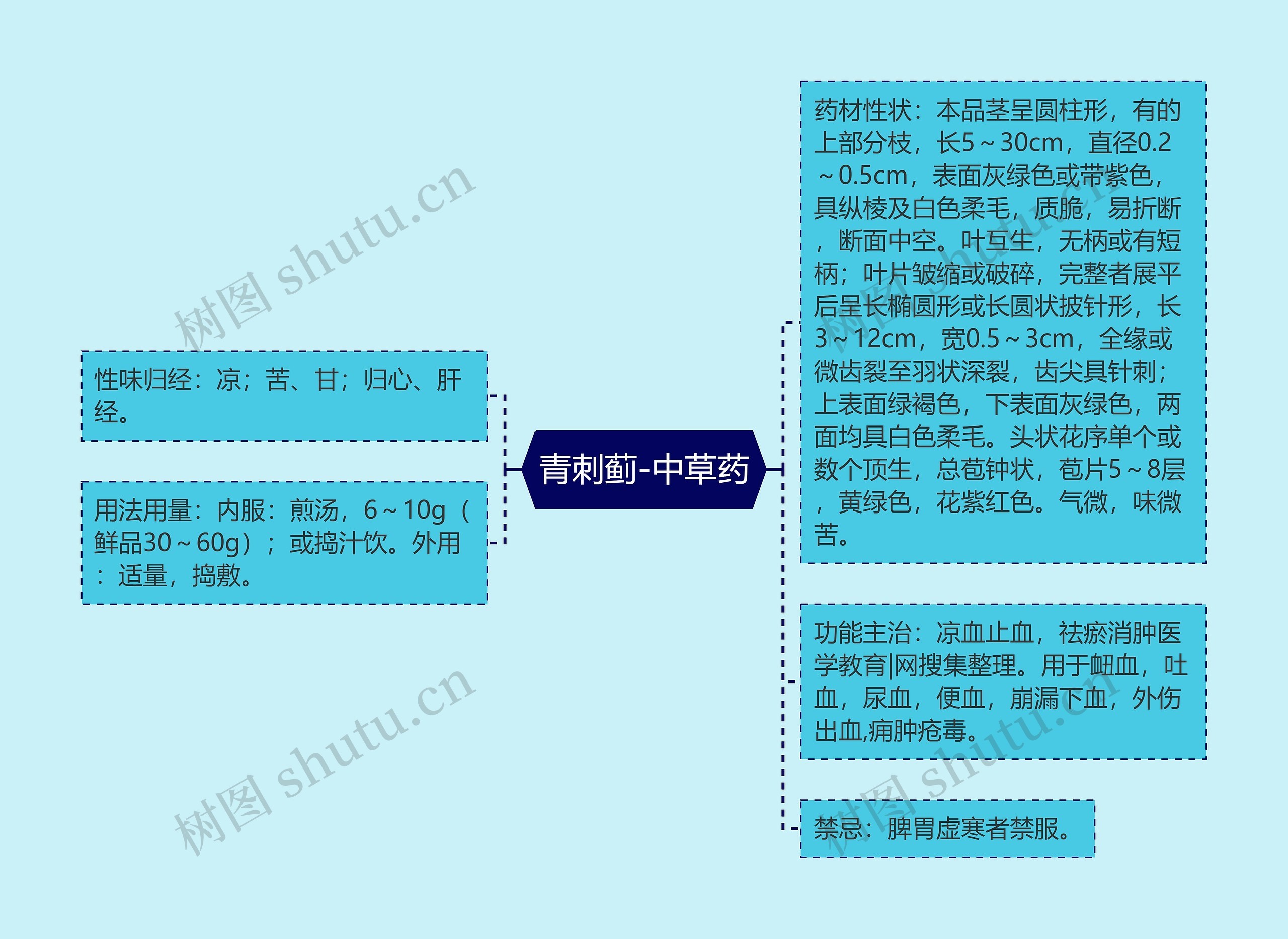 青刺蓟-中草药思维导图