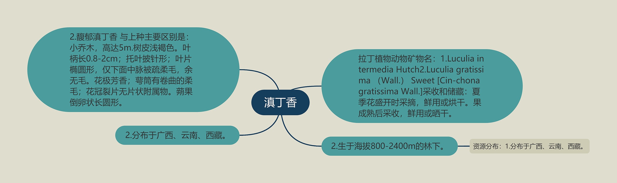 滇丁香思维导图