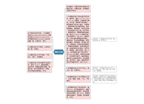 硬皮马勃