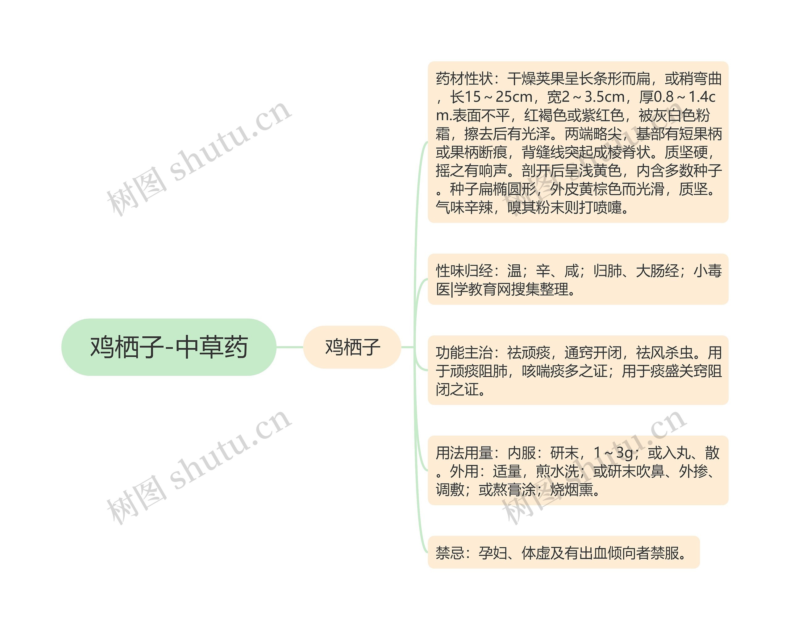 鸡栖子-中草药 鸡栖子-中草药