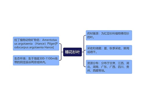 穗花杉叶