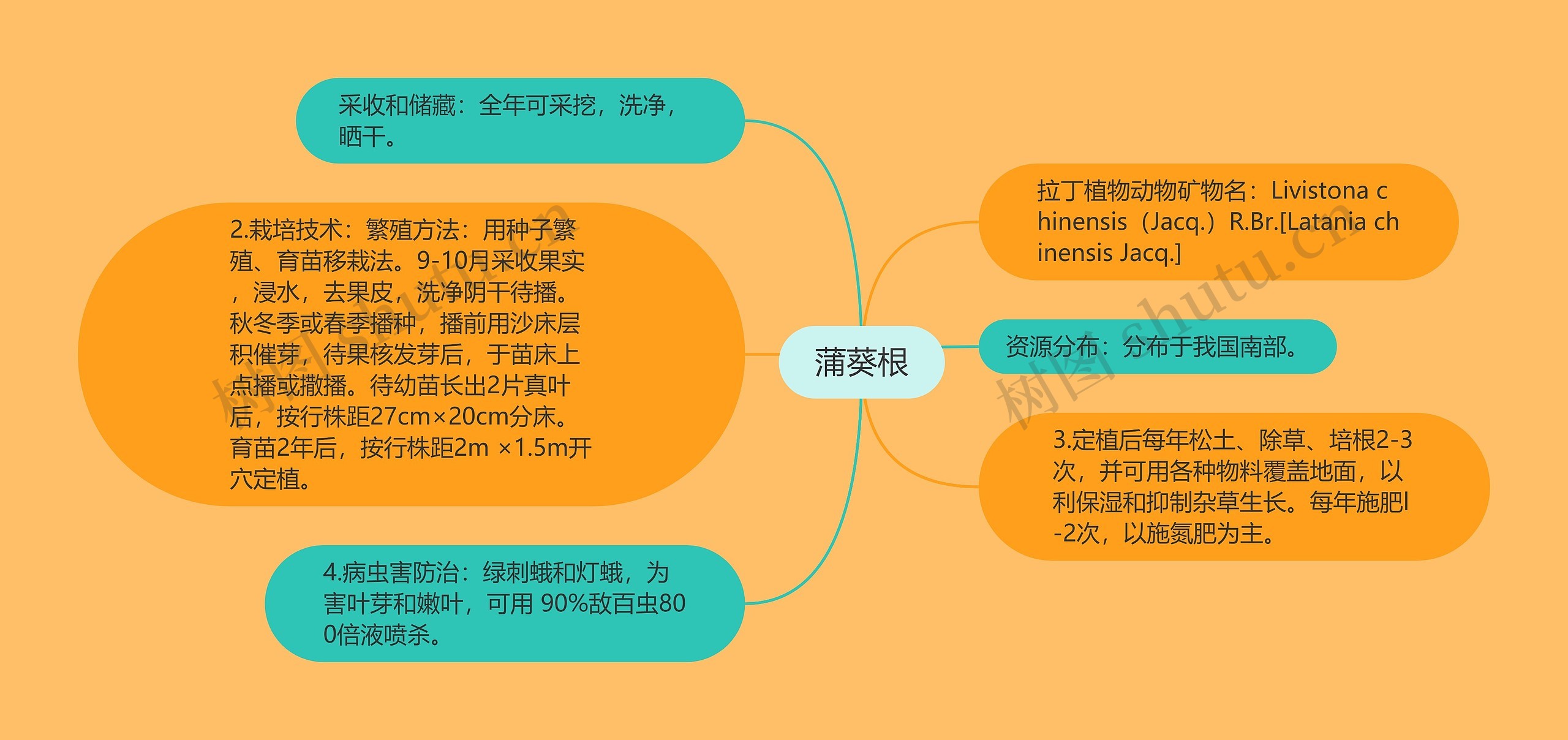 蒲葵根思维导图