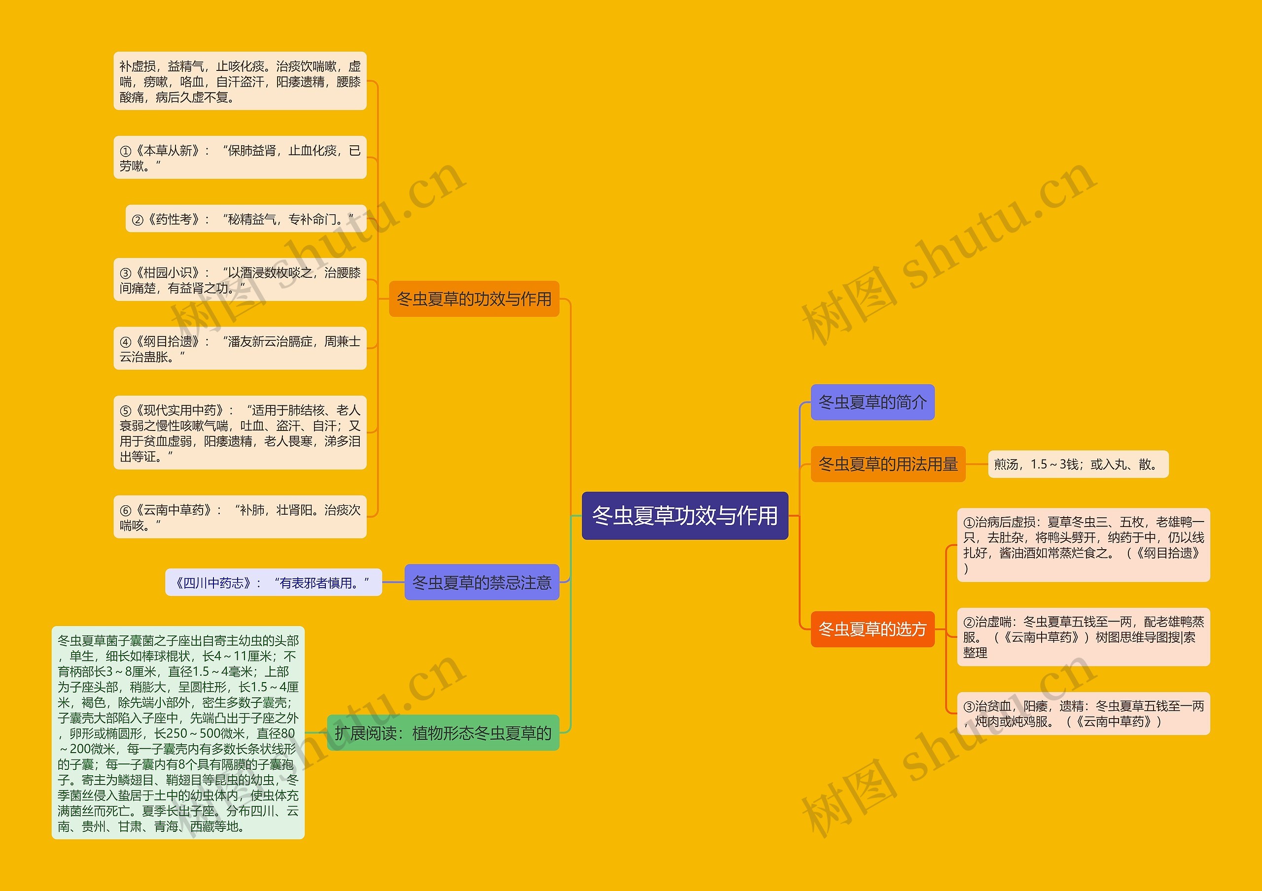 冬虫夏草功效与作用思维导图